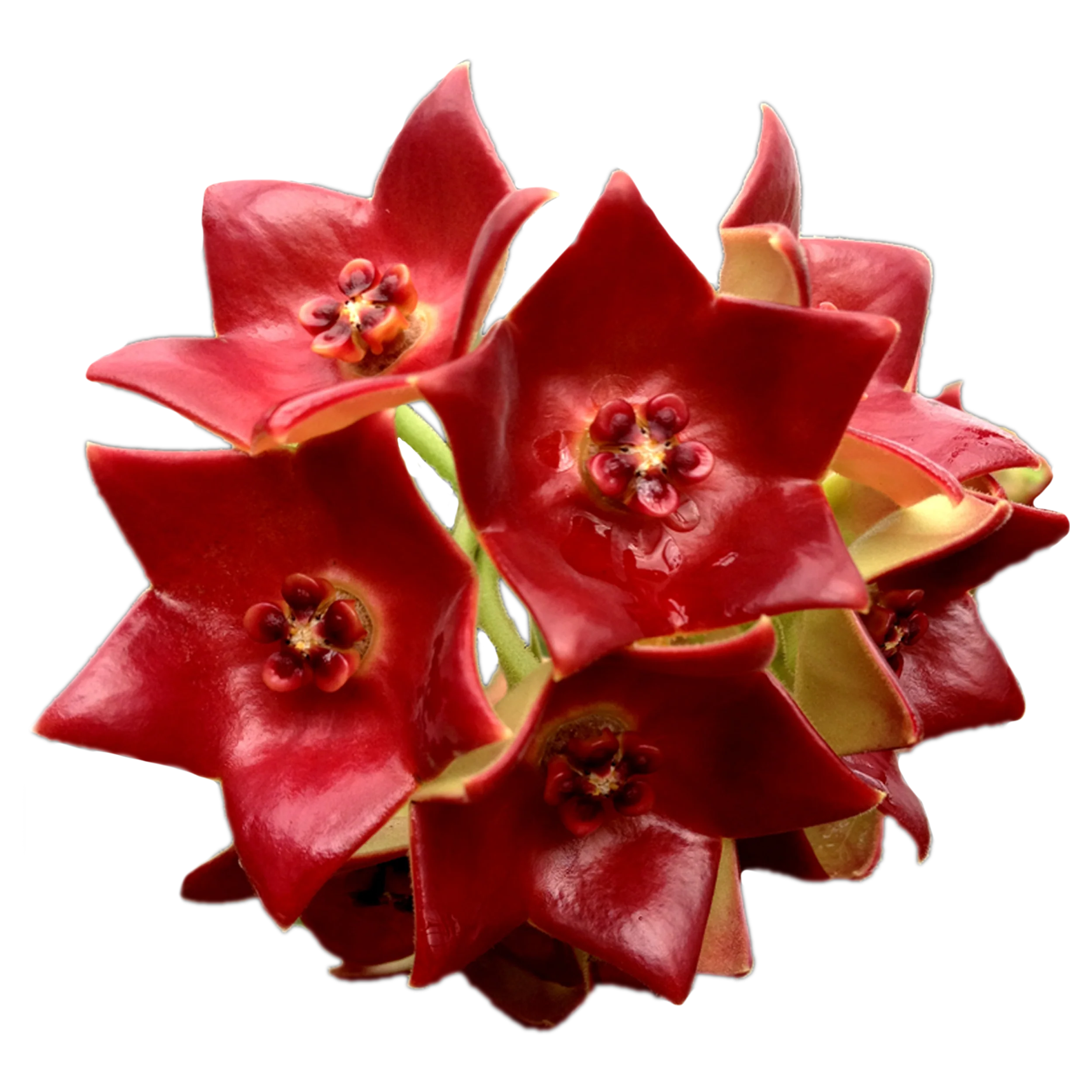Hoya sussuela - Image 2
