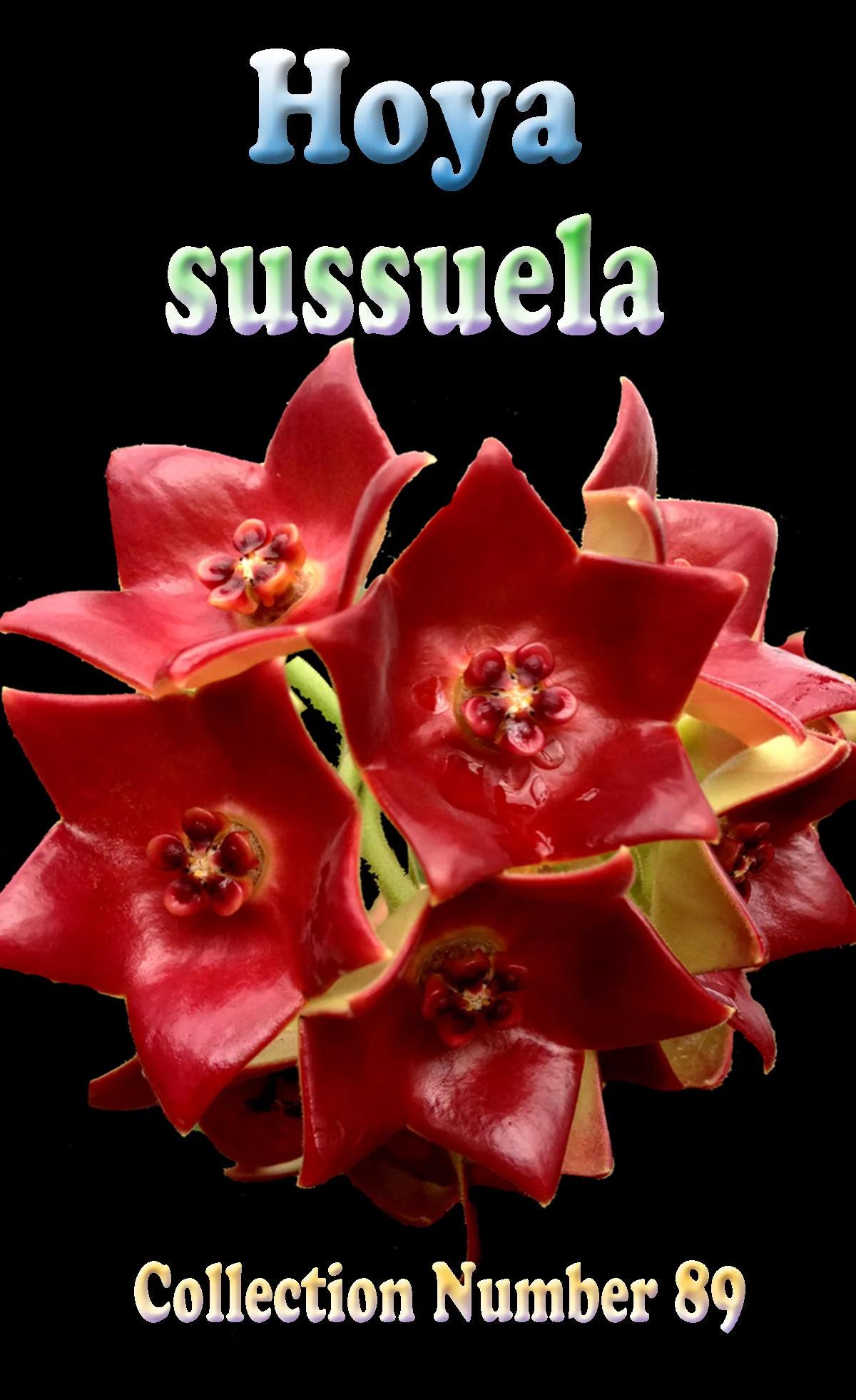 Hoya sussuela - Image 3