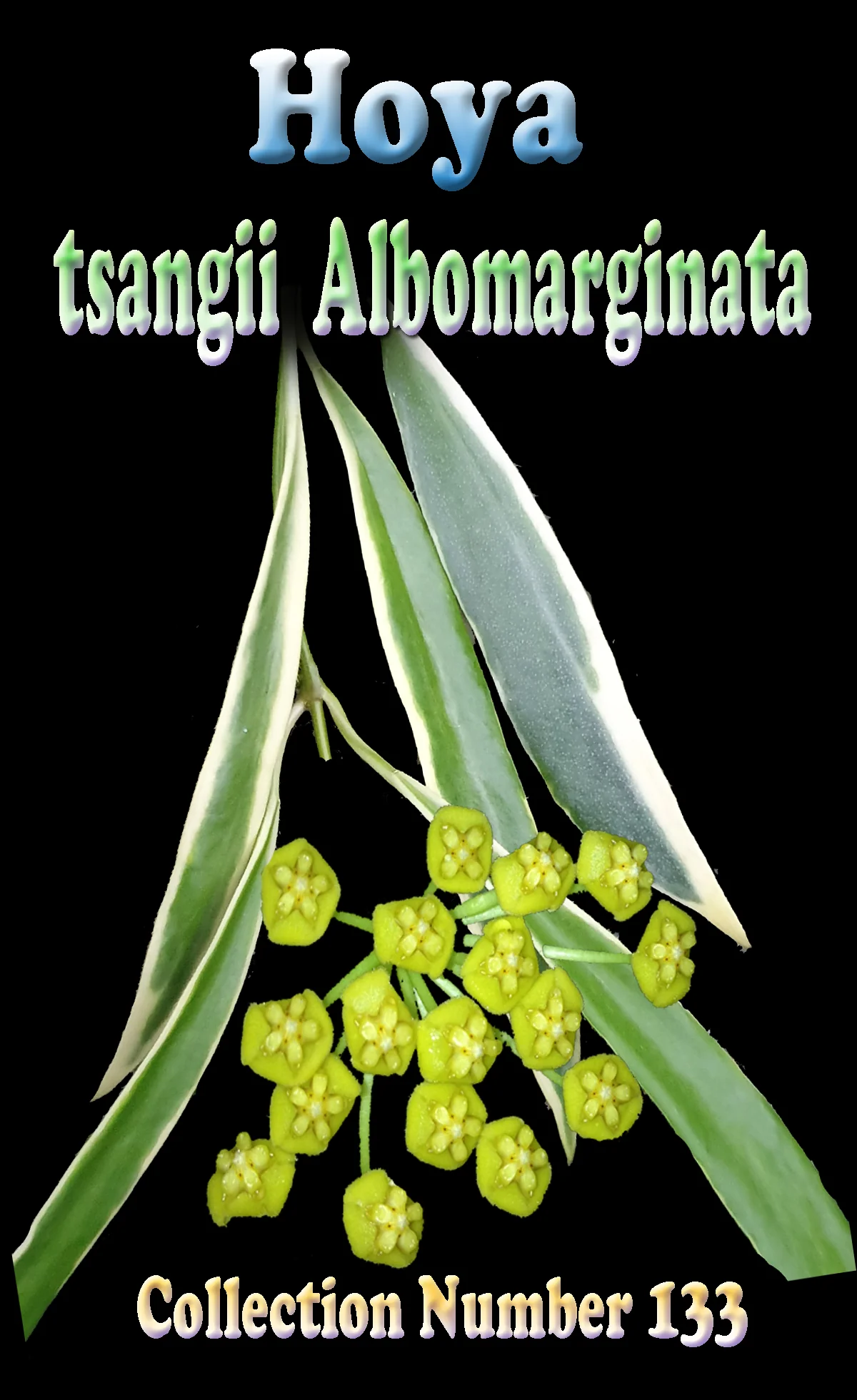Hoya tsangii 'Albomarginata' - Image 2