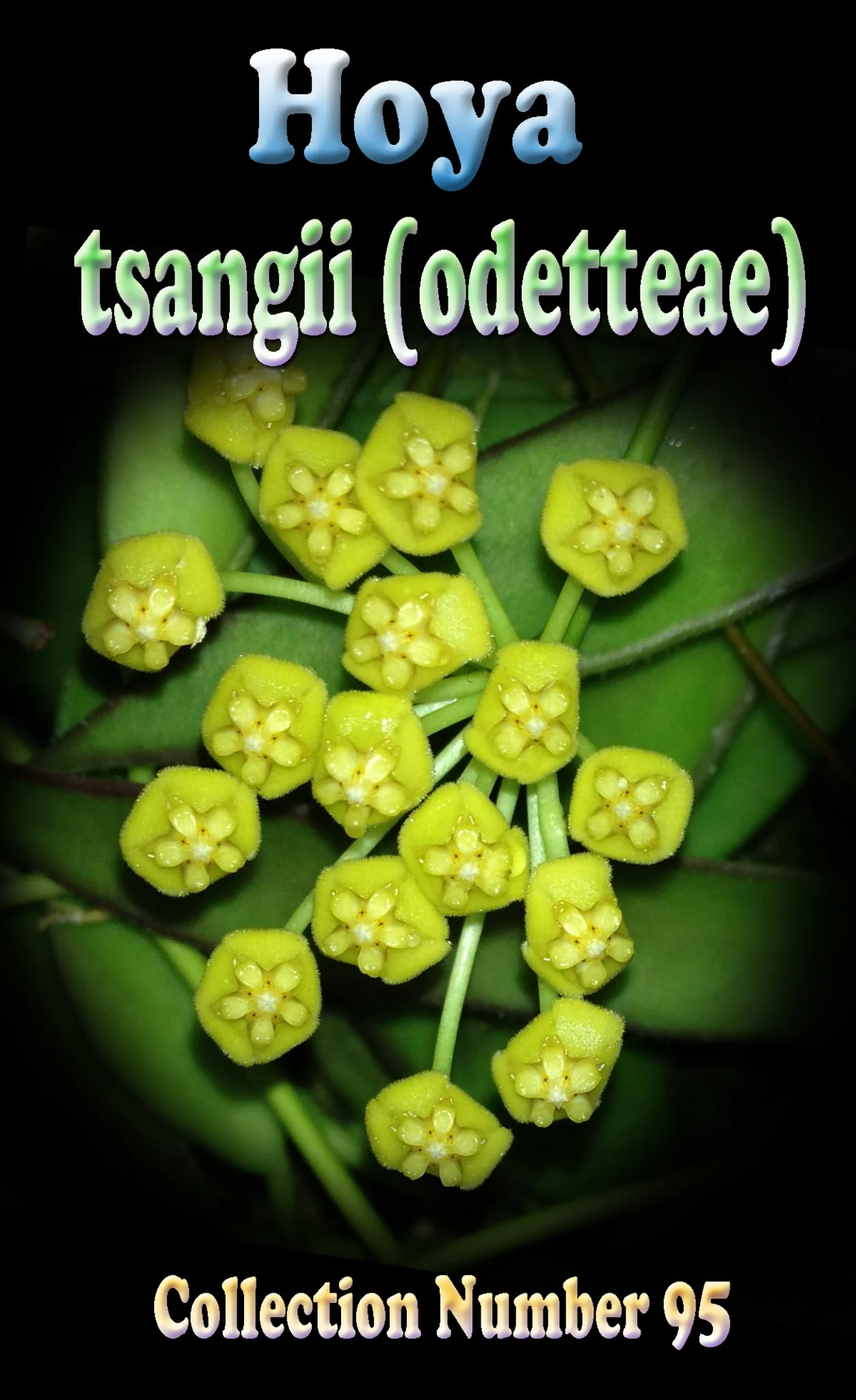 Hoya tsangii (odetteae) - Image 2