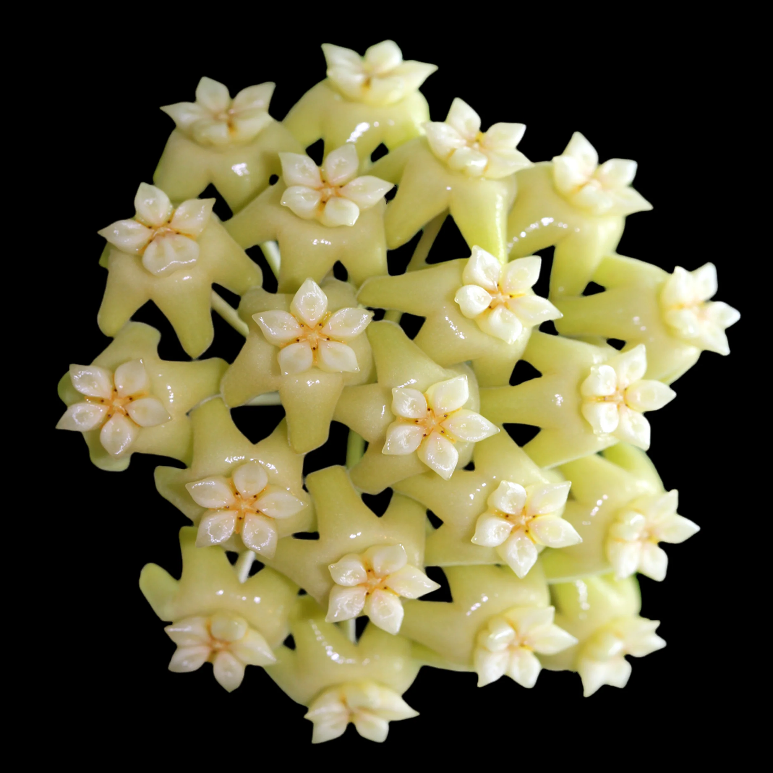 Hoya verticillata var. verticillata (syn. Hoya pottsii)