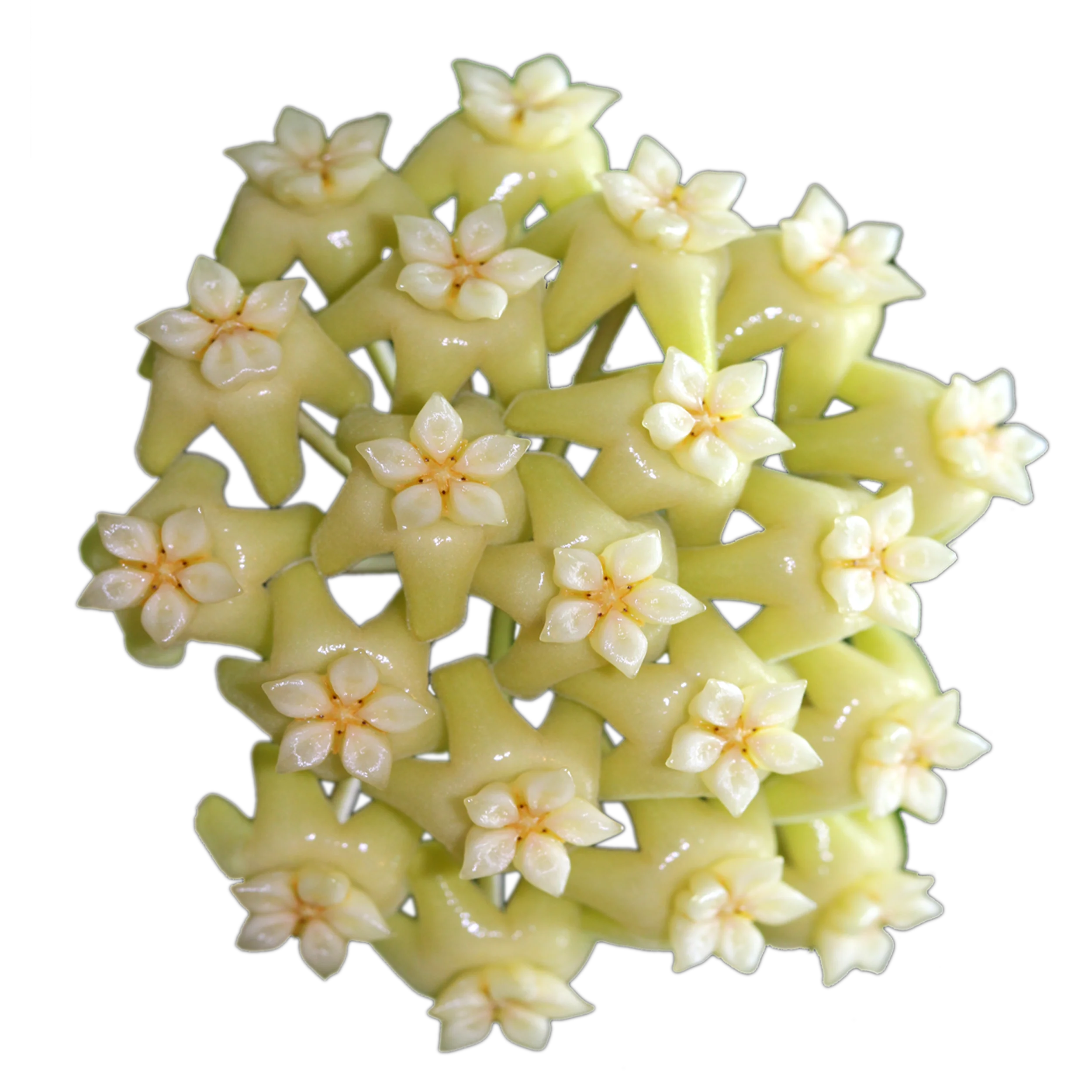 Hoya verticillata var. verticillata (syn. Hoya pottsii) - Image 2
