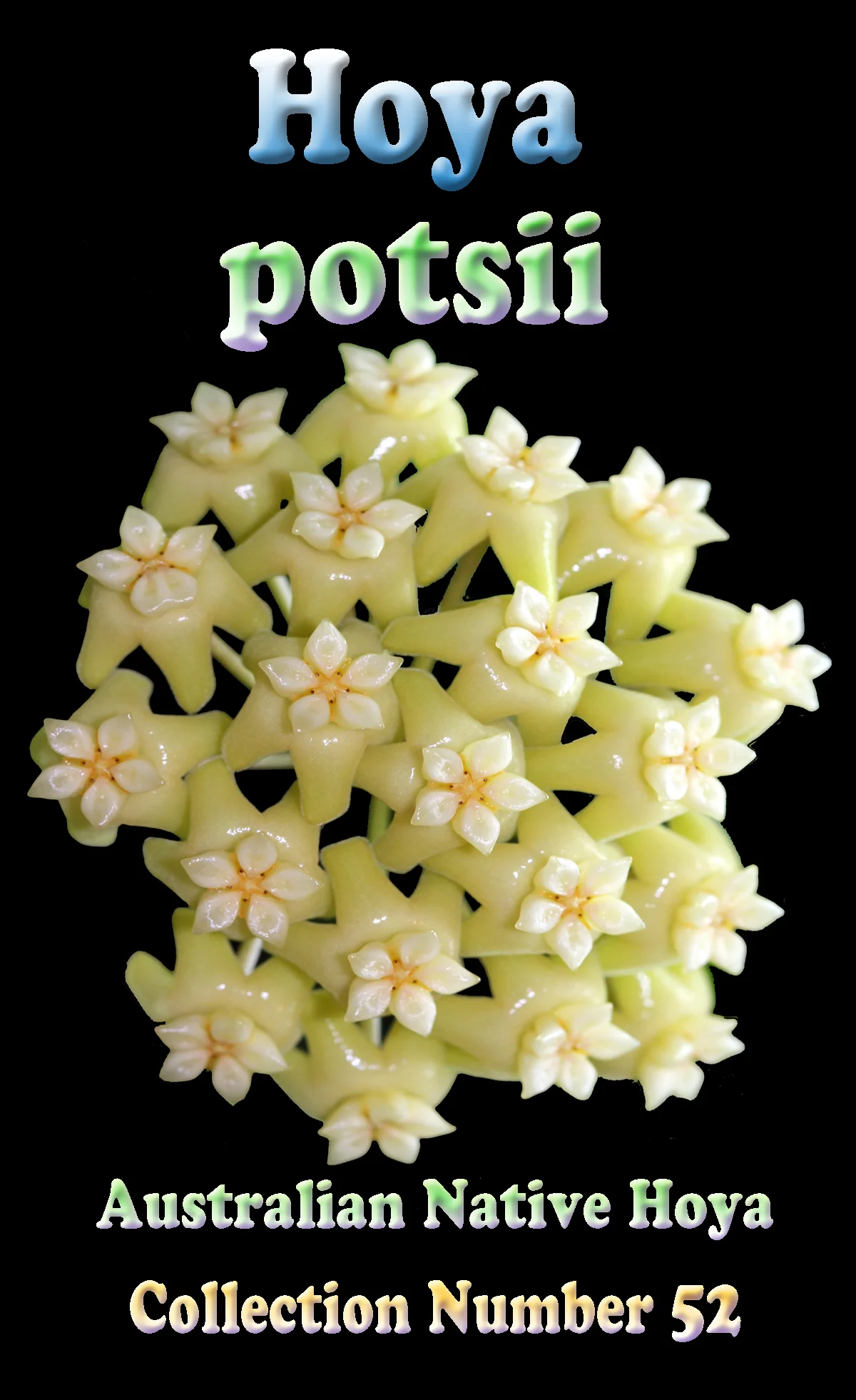 Hoya verticillata var. verticillata (syn. Hoya pottsii) - Image 3