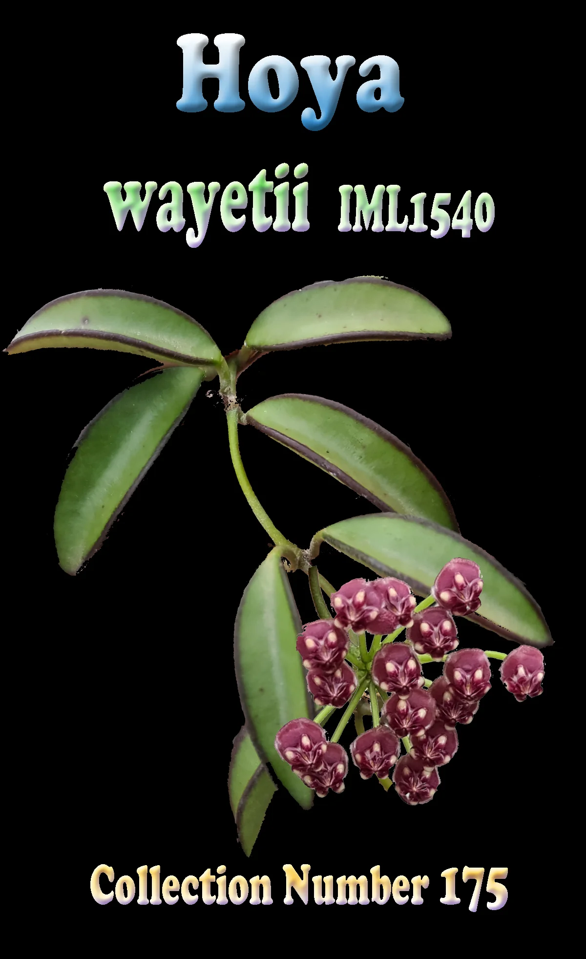 Hoya wayetii - Image 2