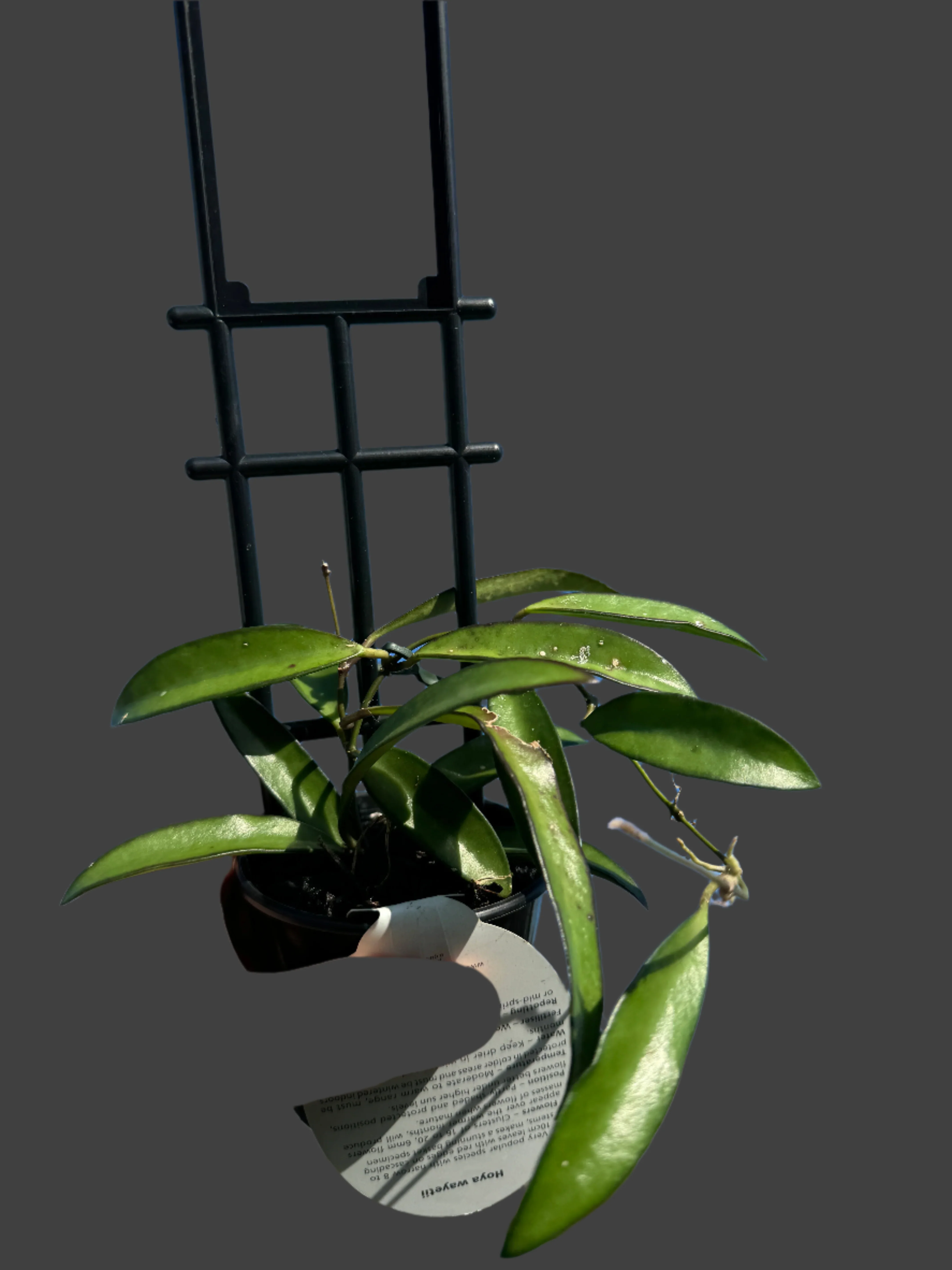 Hoya wayetii - Image 3
