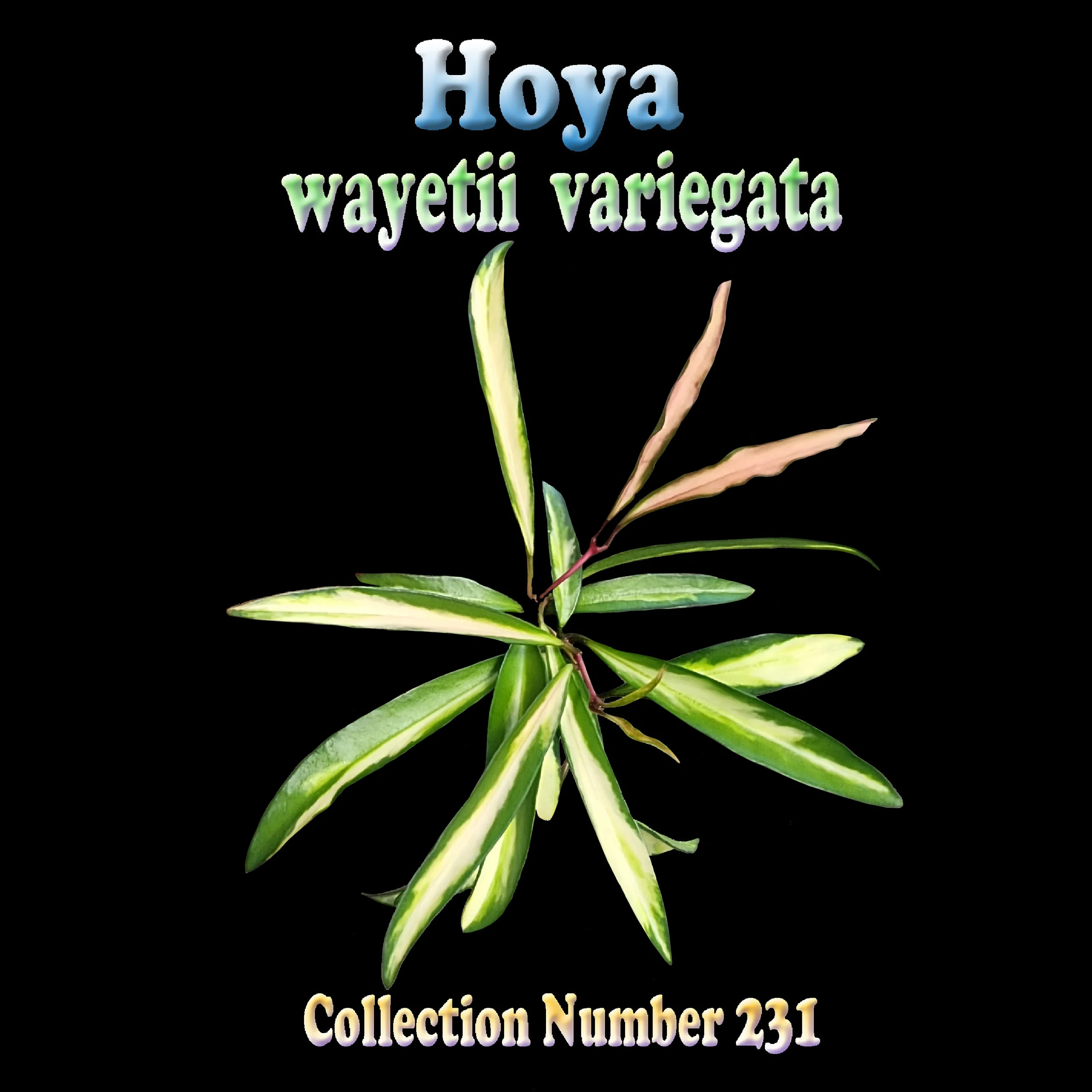 Hoya wayetii 'Variegata' - Image 3