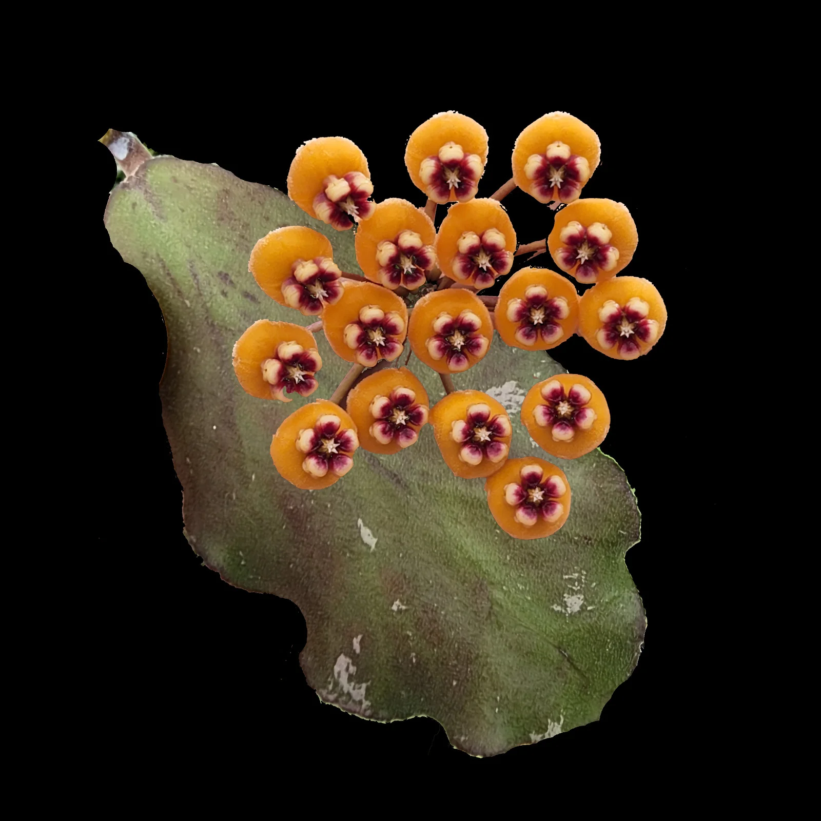 Hoya waymaniae 'Borneo'