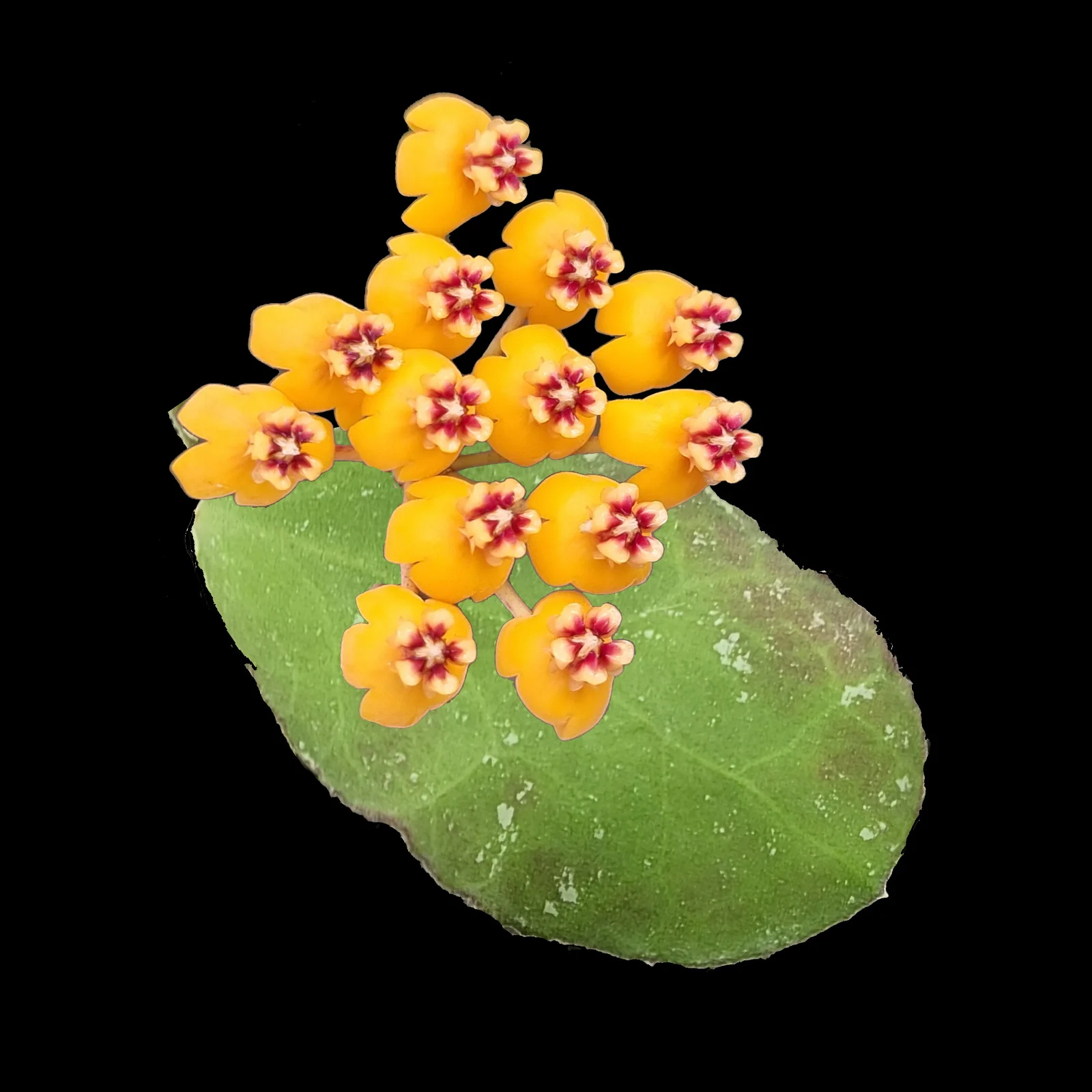 Hoya waymaniae 'Malaysia'