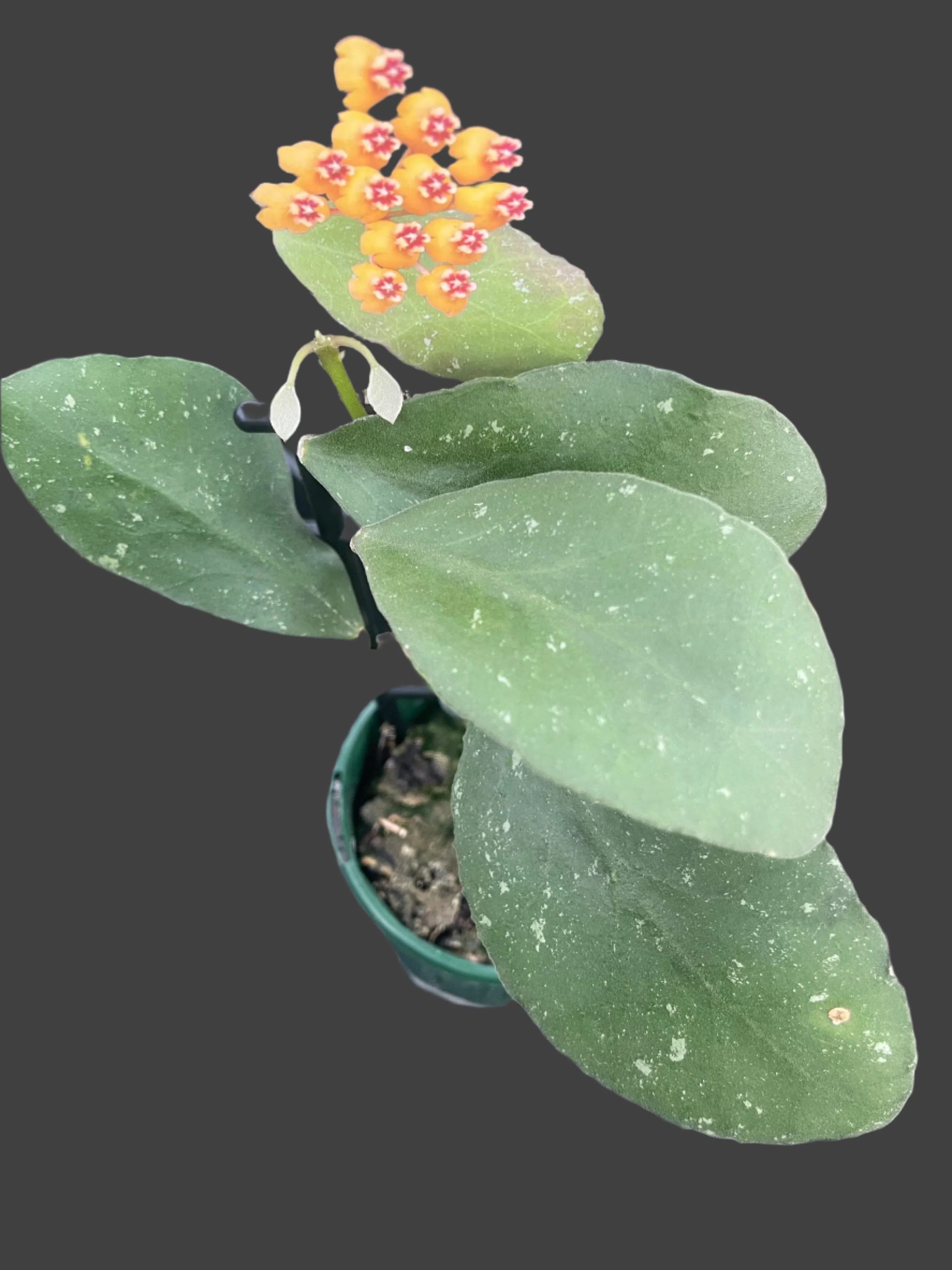 Hoya waymaniae 'Malaysia' - Image 2