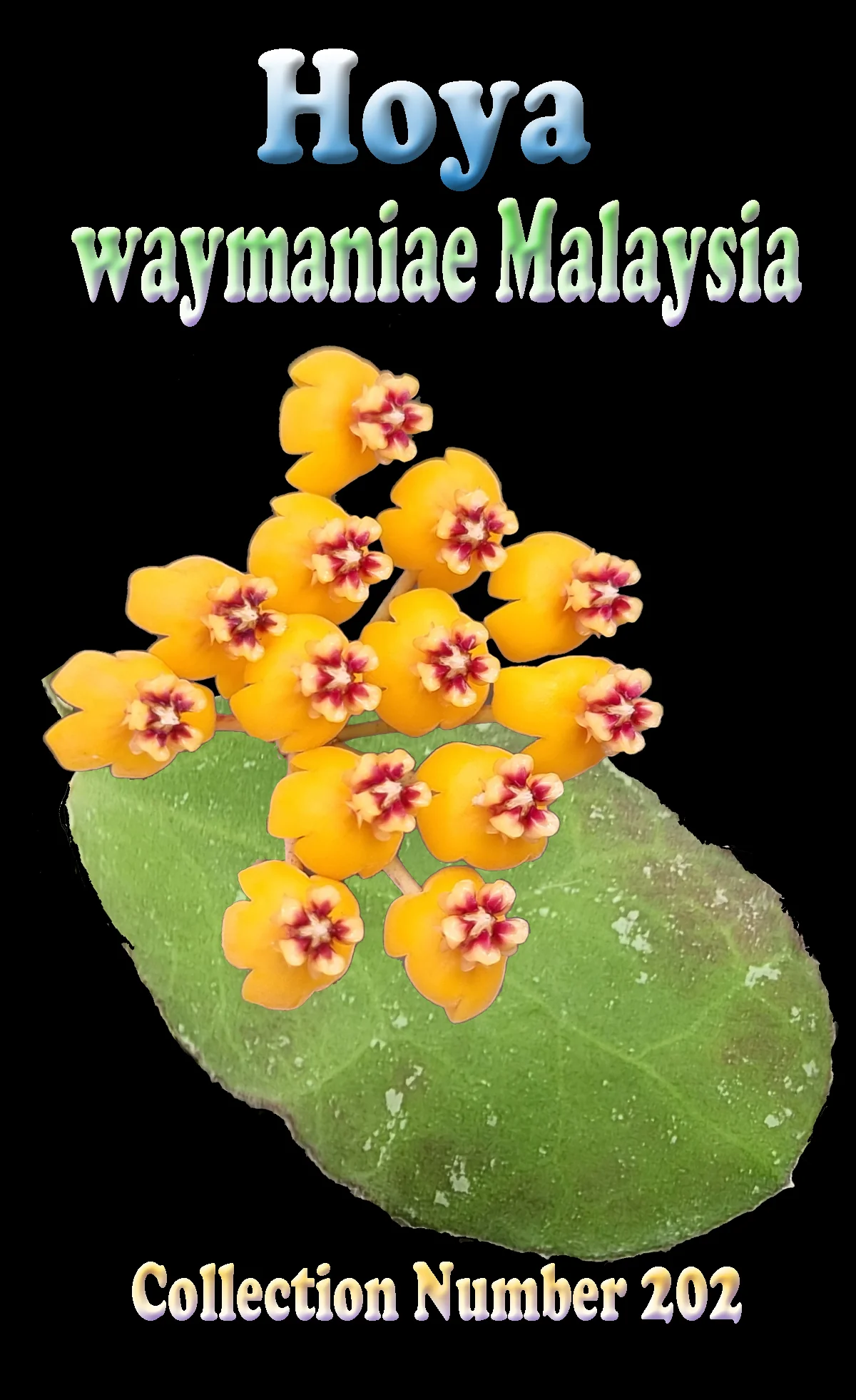 Hoya waymaniae 'Malaysia' - Image 3