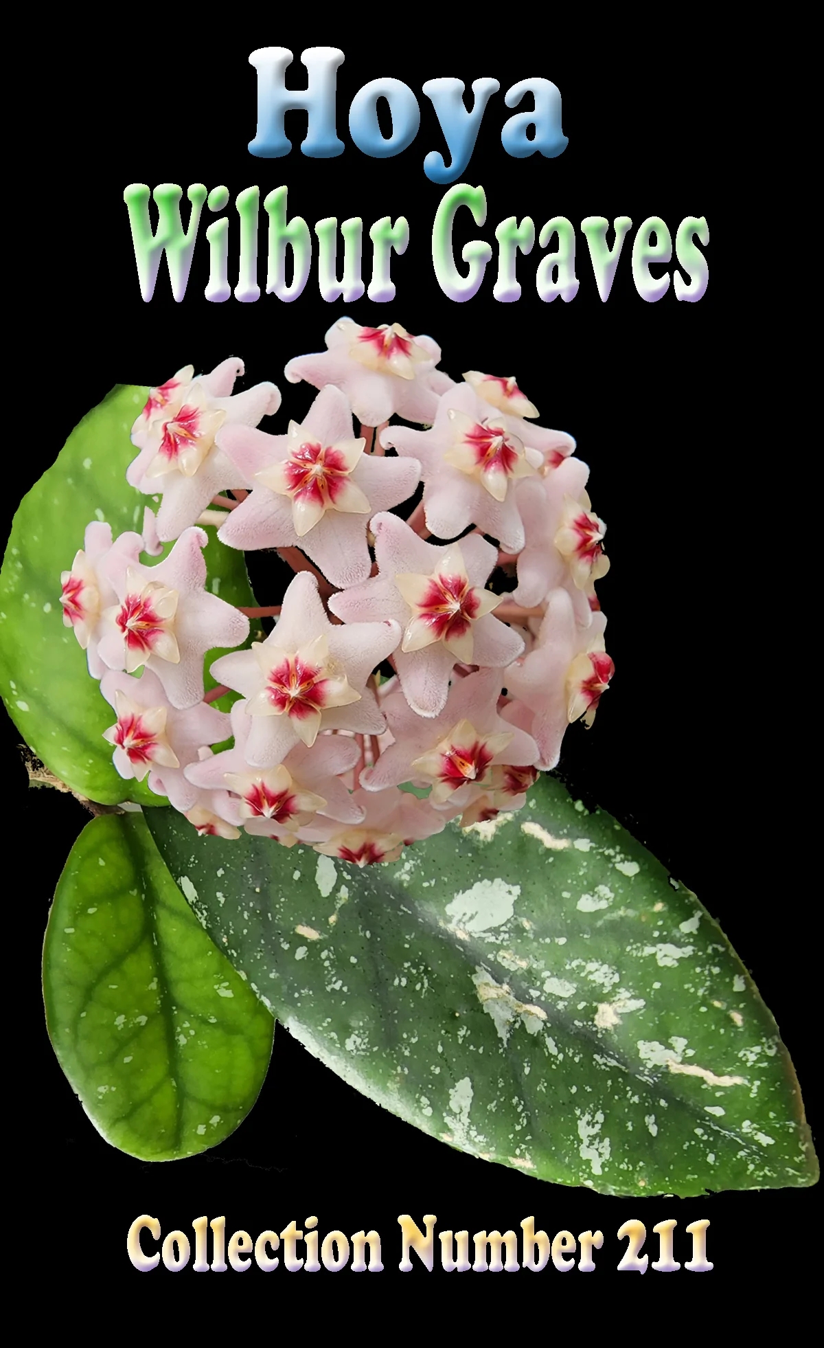 Hoya 'Wilbur Graves' - Image 2