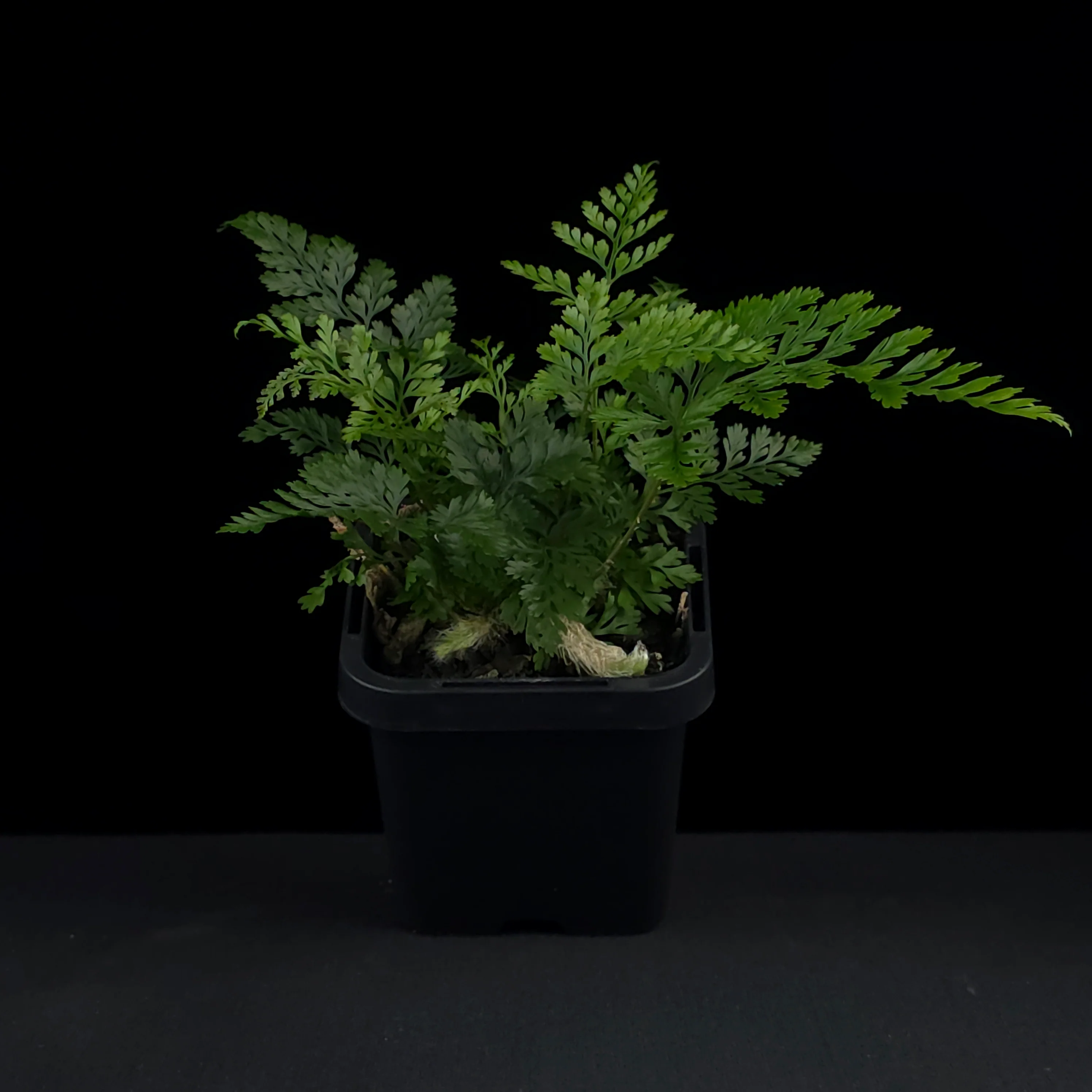 Humata tyermanii - White Rabbit's Foot Fern - Image 3