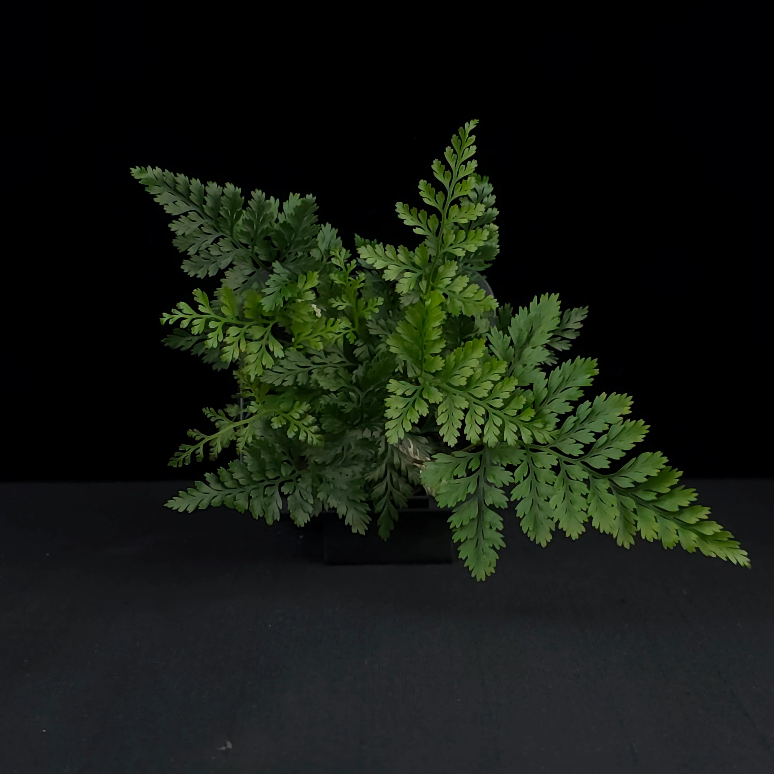 Humata tyermanii - White Rabbit's Foot Fern - Image 4