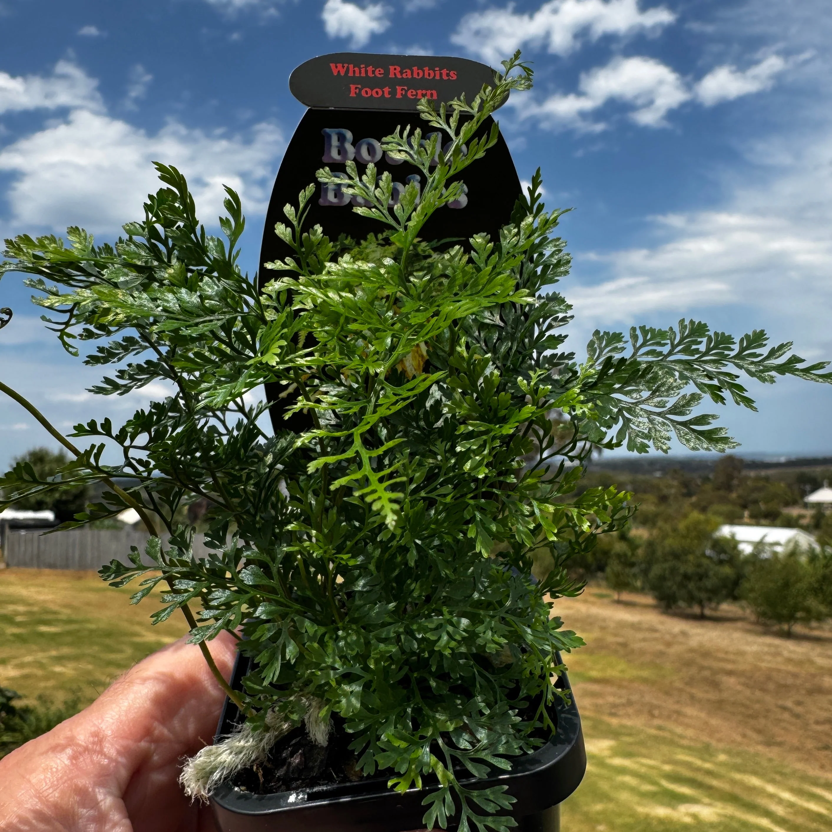 Humata tyermanii - White Rabbit's Foot Fern - Image 5