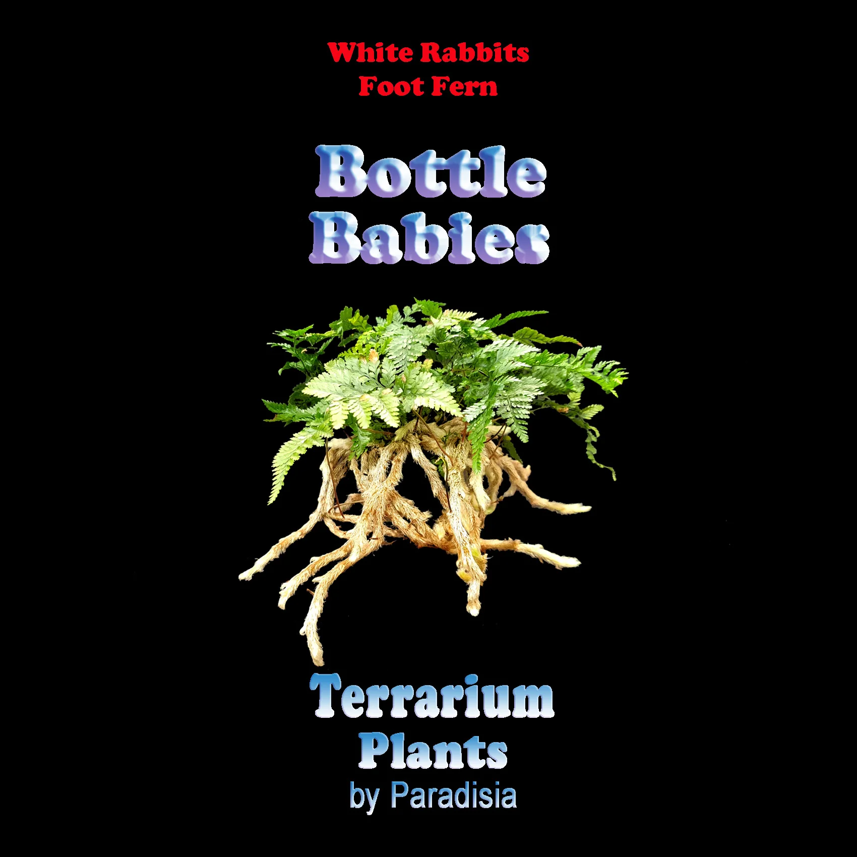 Humata tyermanii - White Rabbit's Foot Fern - Image 6
