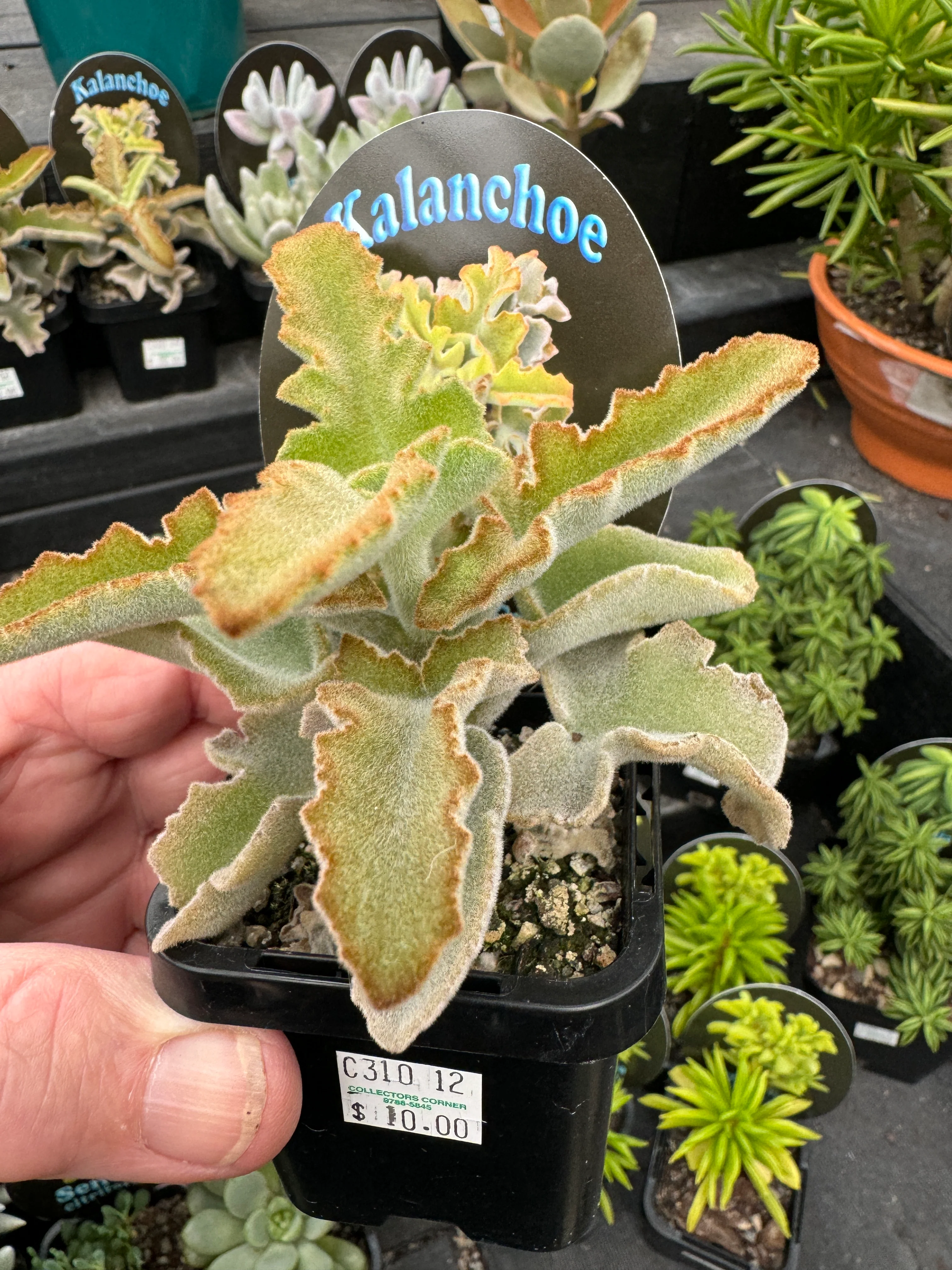 Kalanchoe beharensis 'Maltese Cross' - Image 3
