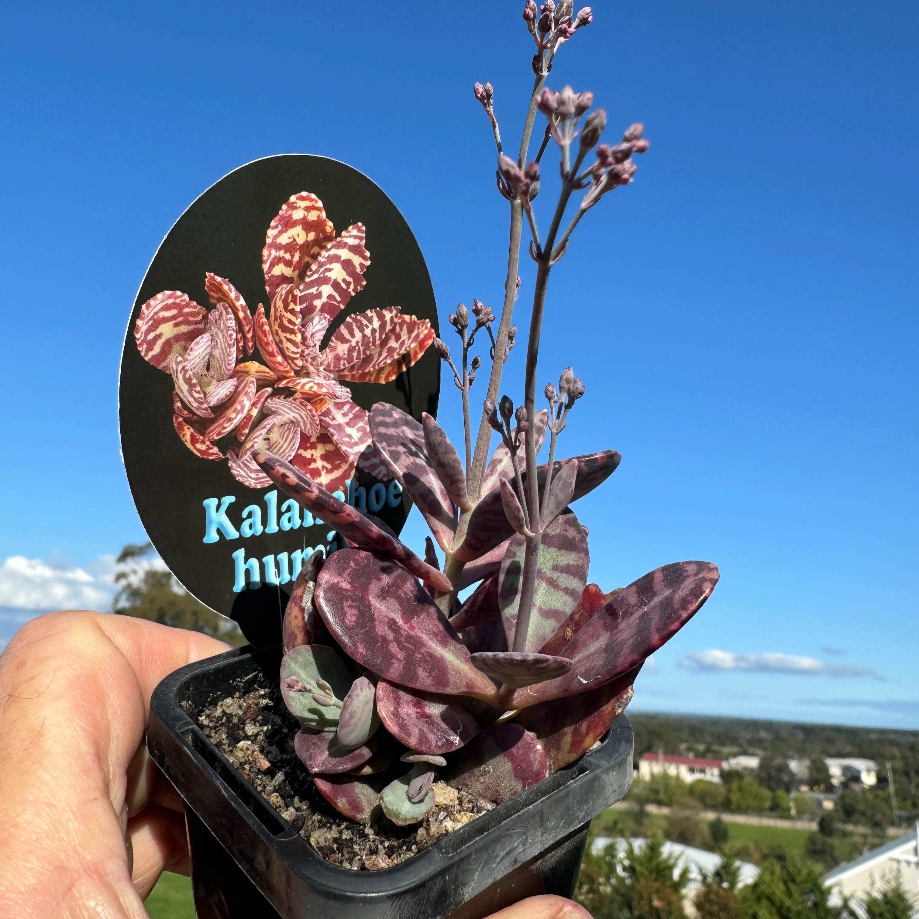 Kalanchoe humilis 'The Painted Kalanchoe' (WA Prohibited) - Image 3