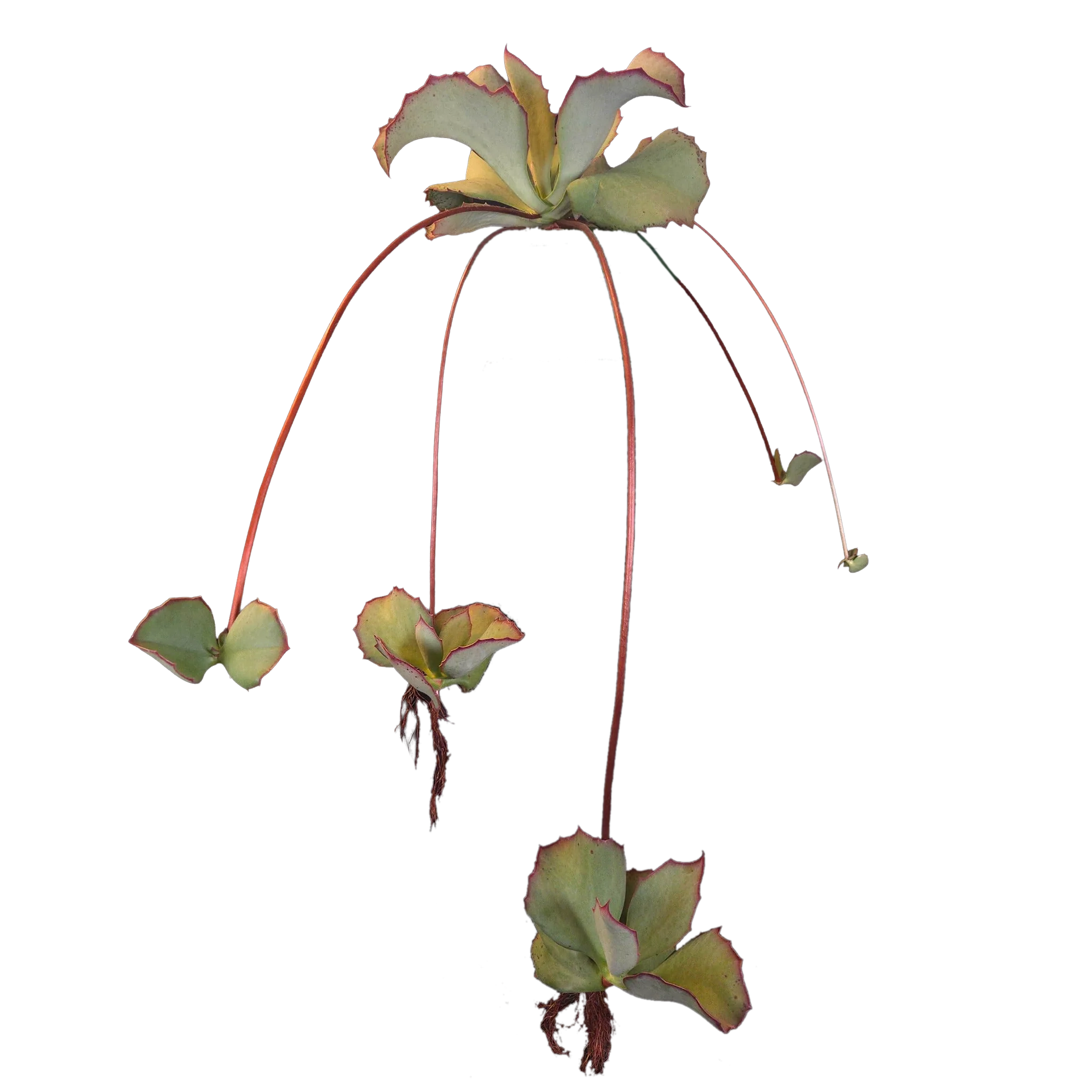 Kalanchoe synsepala 'Walking Kalanchoe'