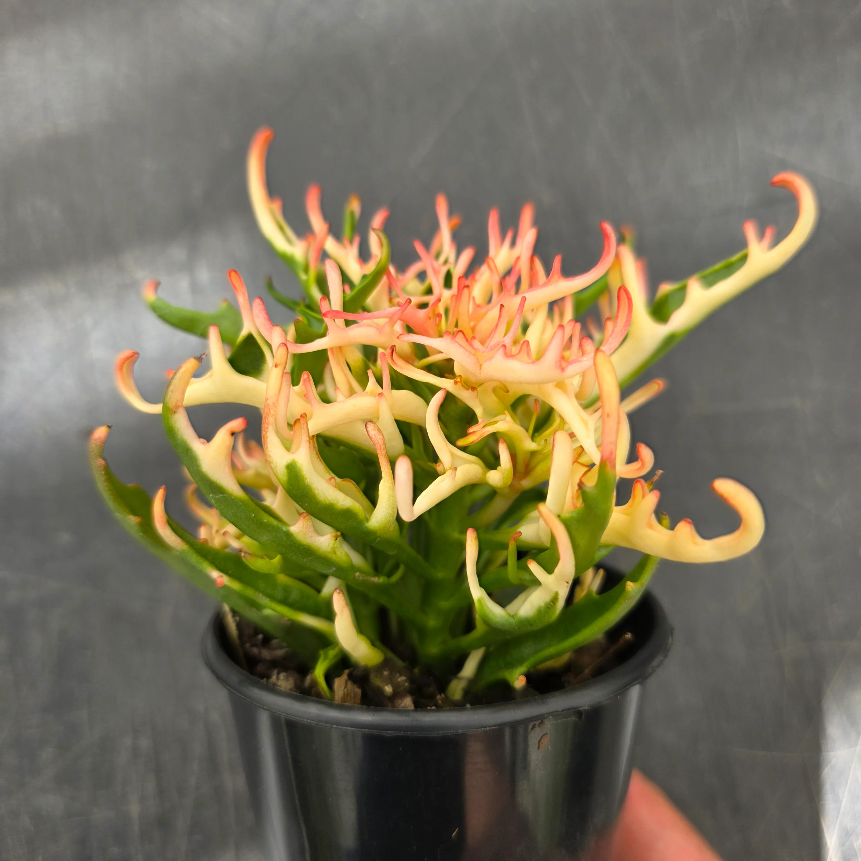 Kalanchoe 'Tarantula' variegated - Image 2