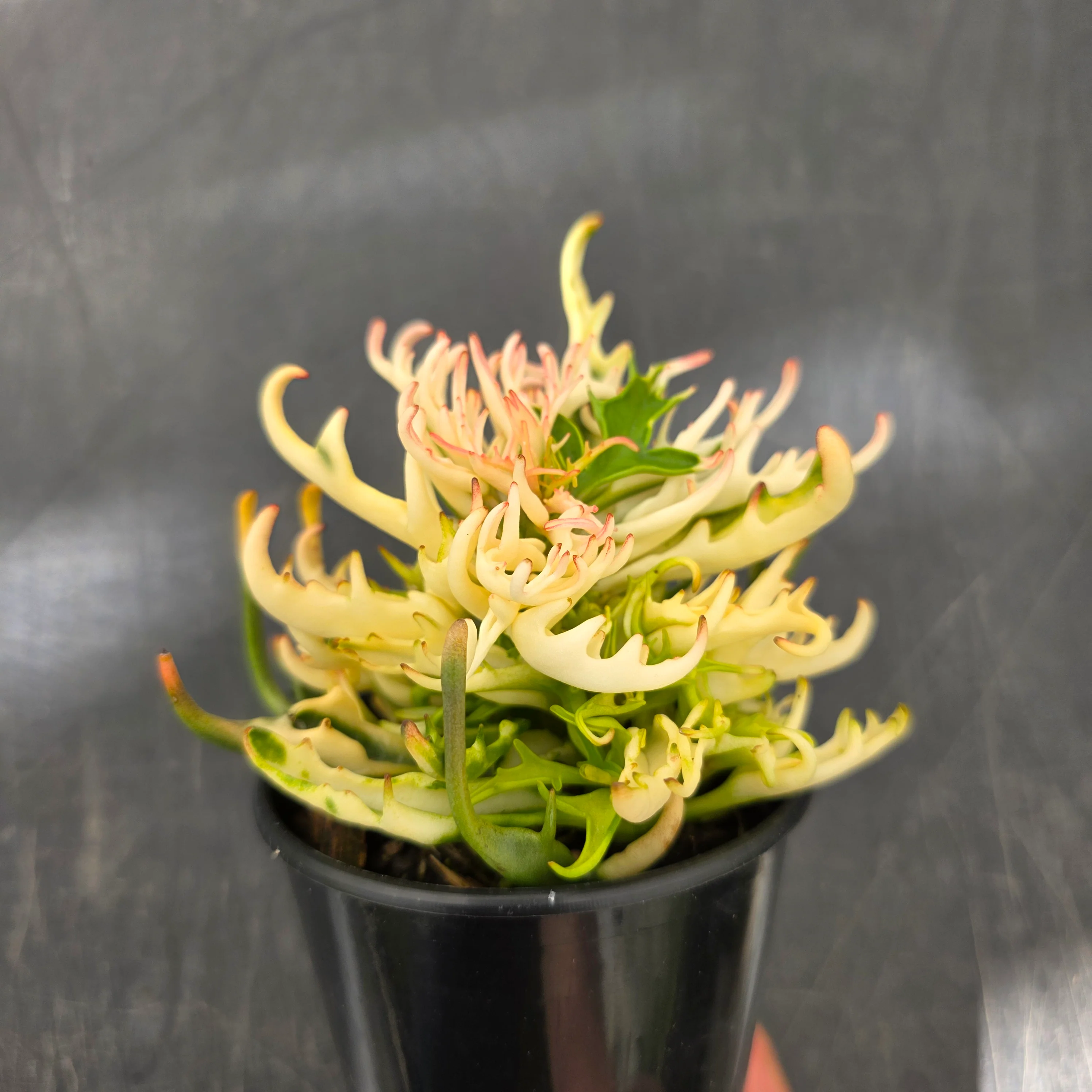Kalanchoe 'Tarantula' variegated - Image 3