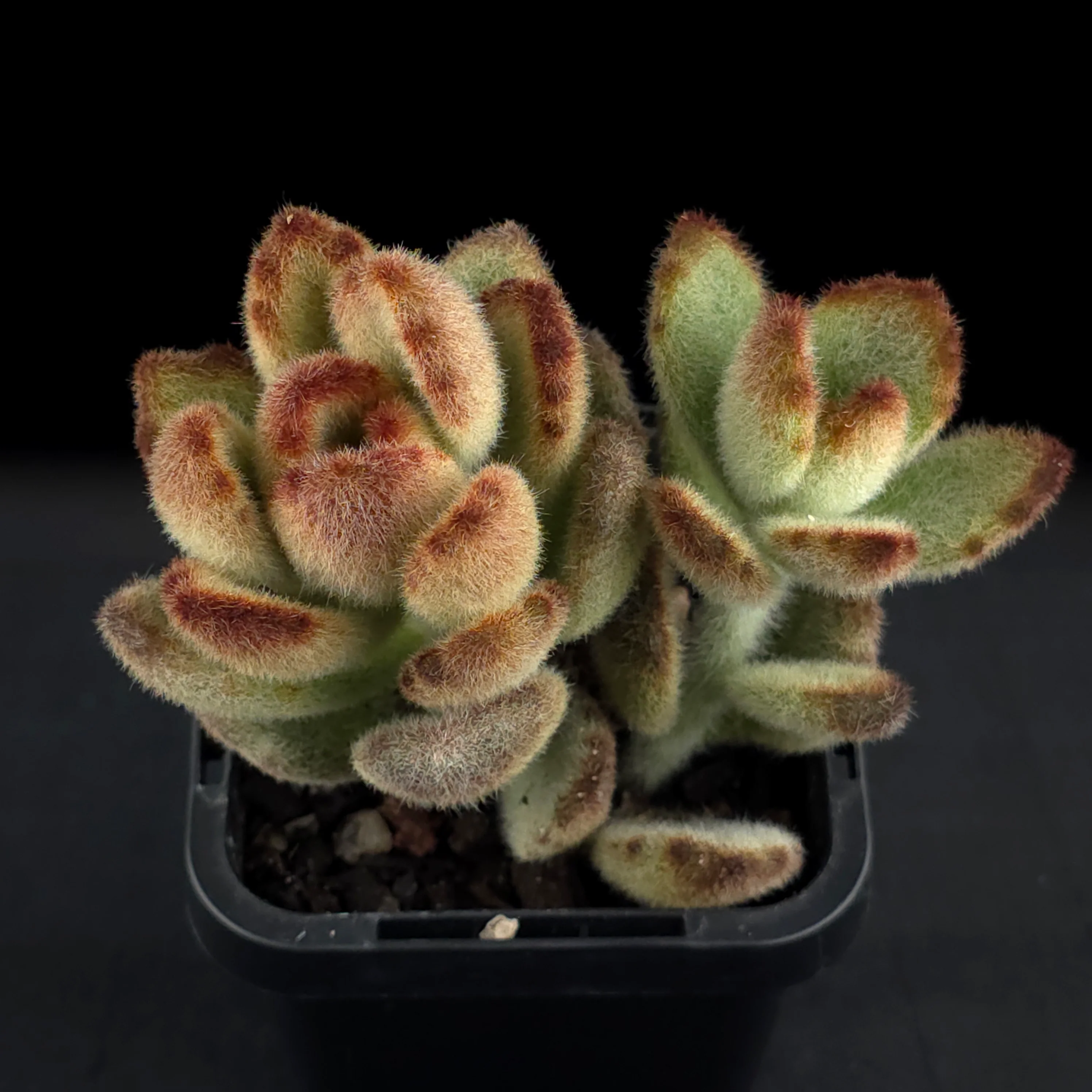 Kalanchoe tomentosa 'Teddy bear' - Image 2