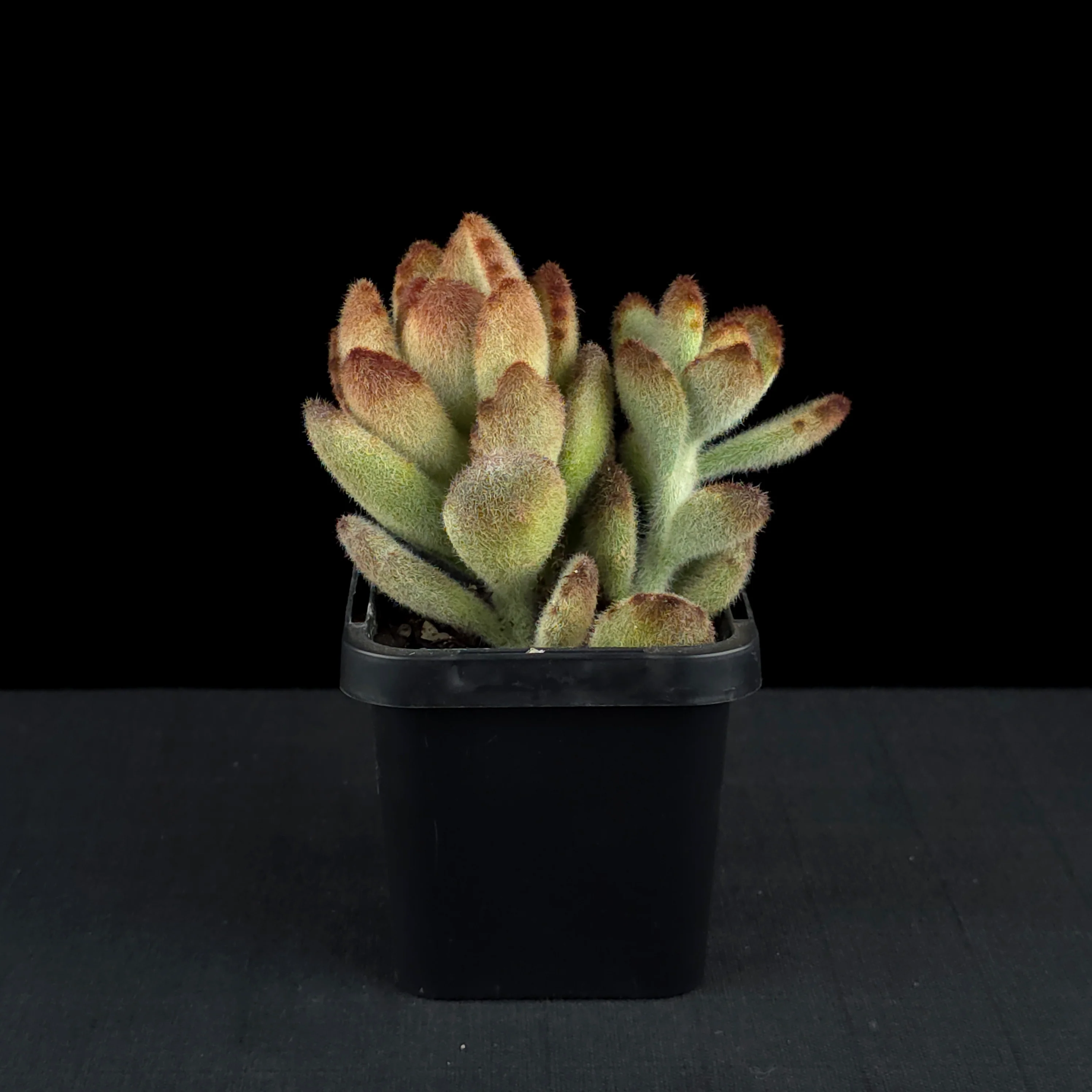 Kalanchoe tomentosa 'Teddy bear' - Image 3