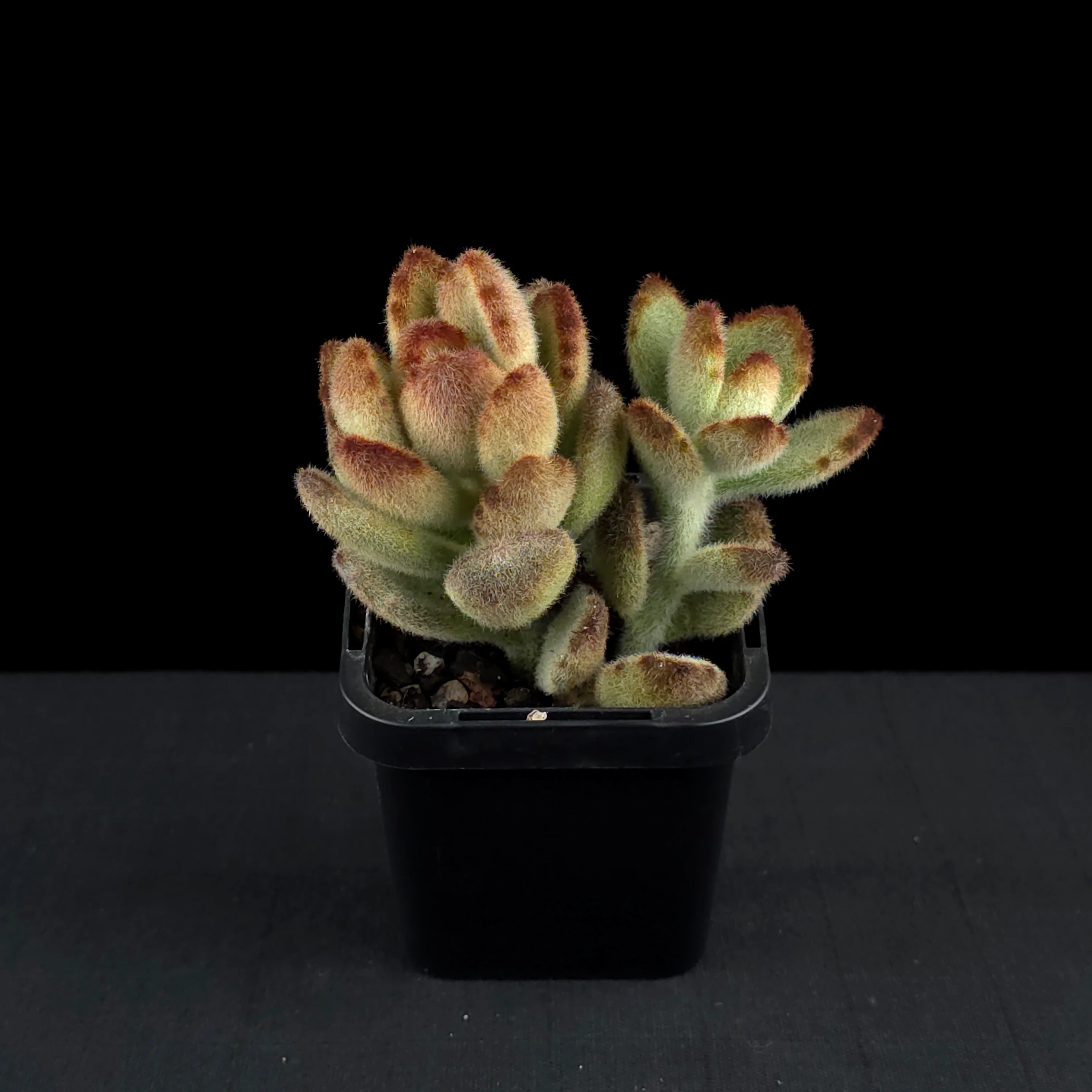 Kalanchoe tomentosa 'Teddy bear' - Image 4