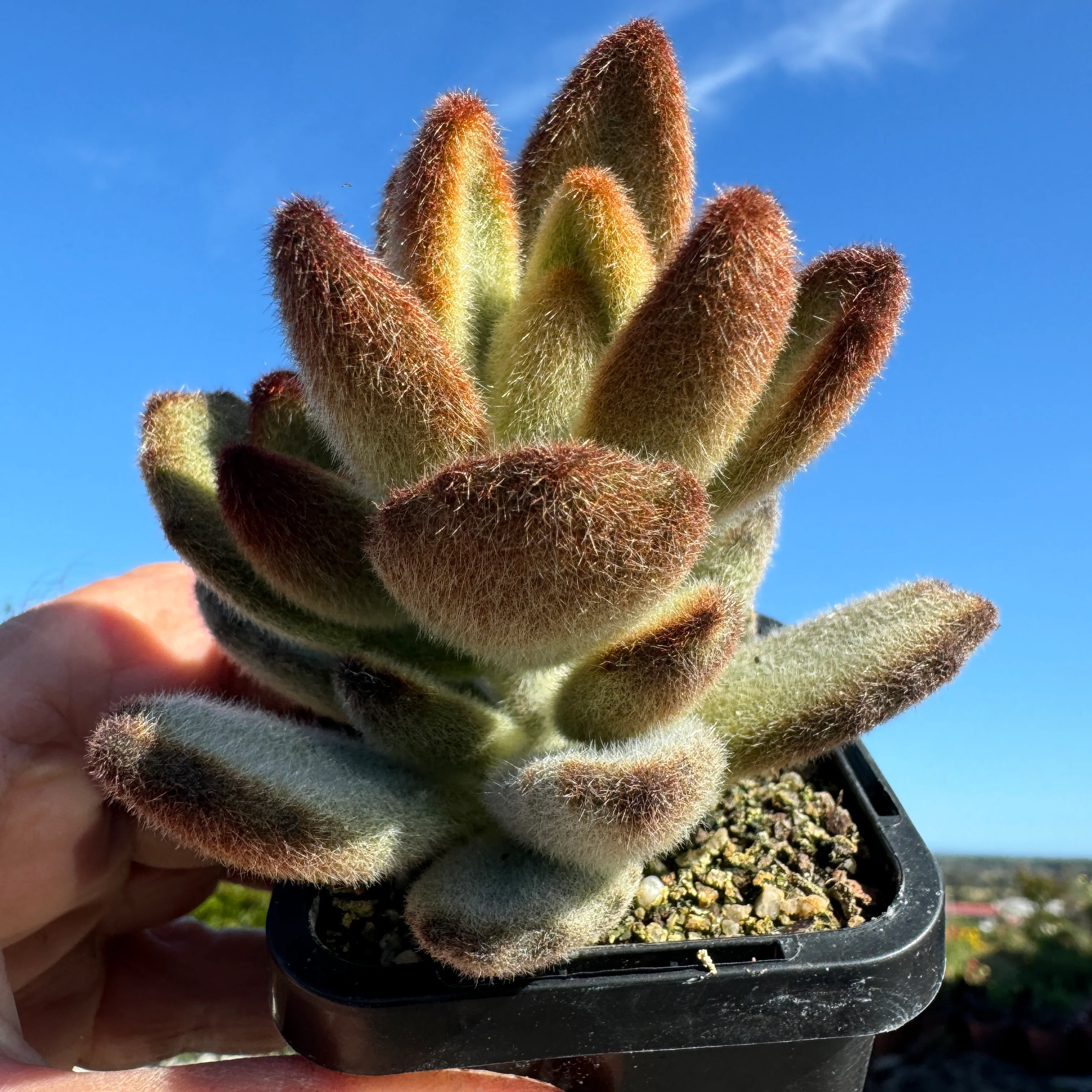 Kalanchoe tomentosa 'Teddy bear' - Image 5