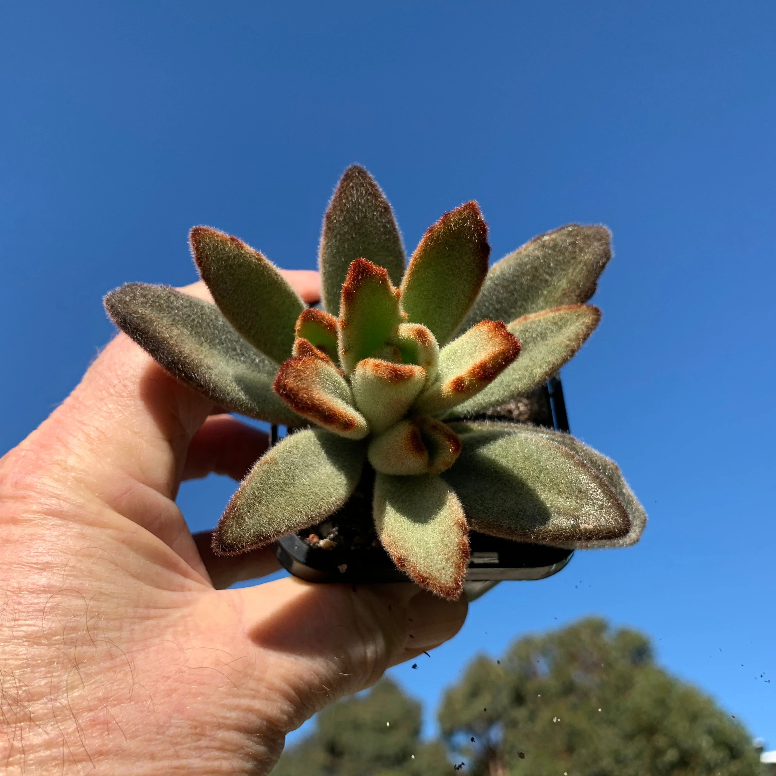 Kalanchoe tomentosa 'Teddy bear' - Image 6