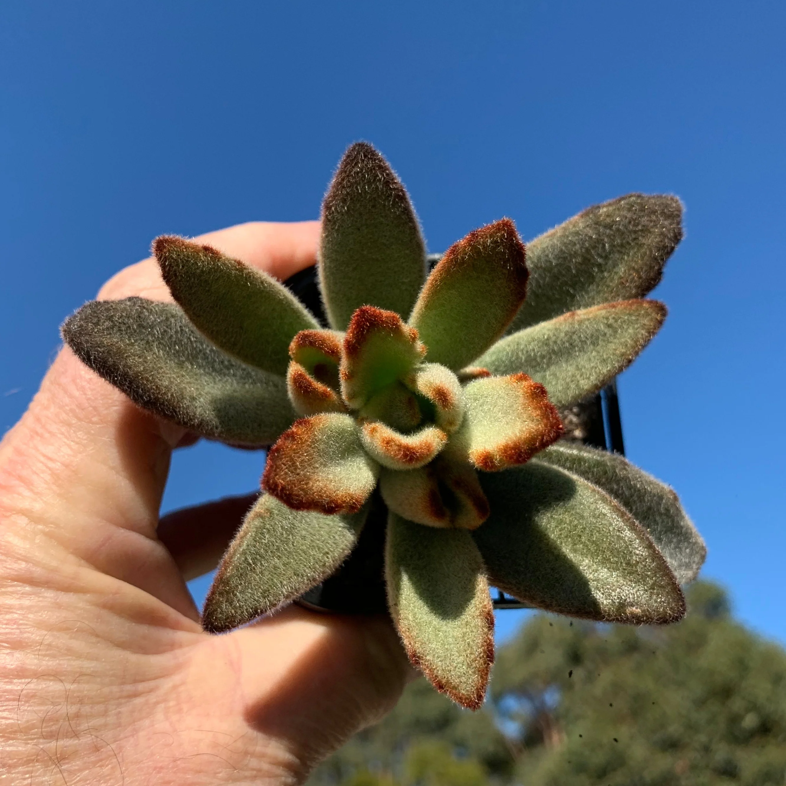 Kalanchoe tomentosa 'Teddy bear' - Image 7