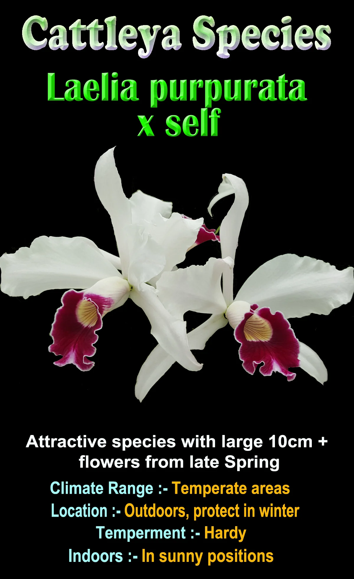Laelia purpurata x self species (Cattleya) - Image 2