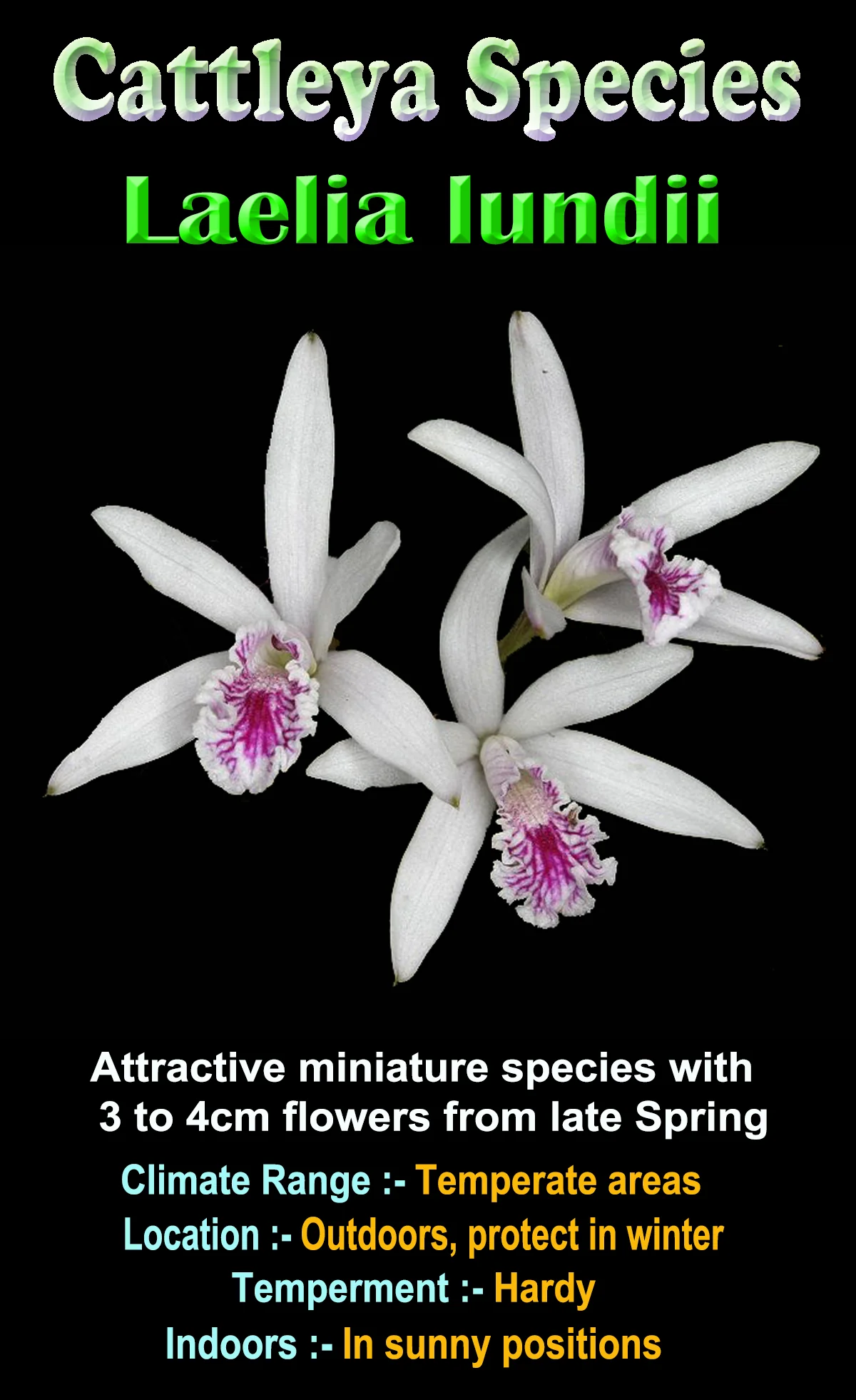 Laelia lundii - The Miniature Rock Orchid - Image 2
