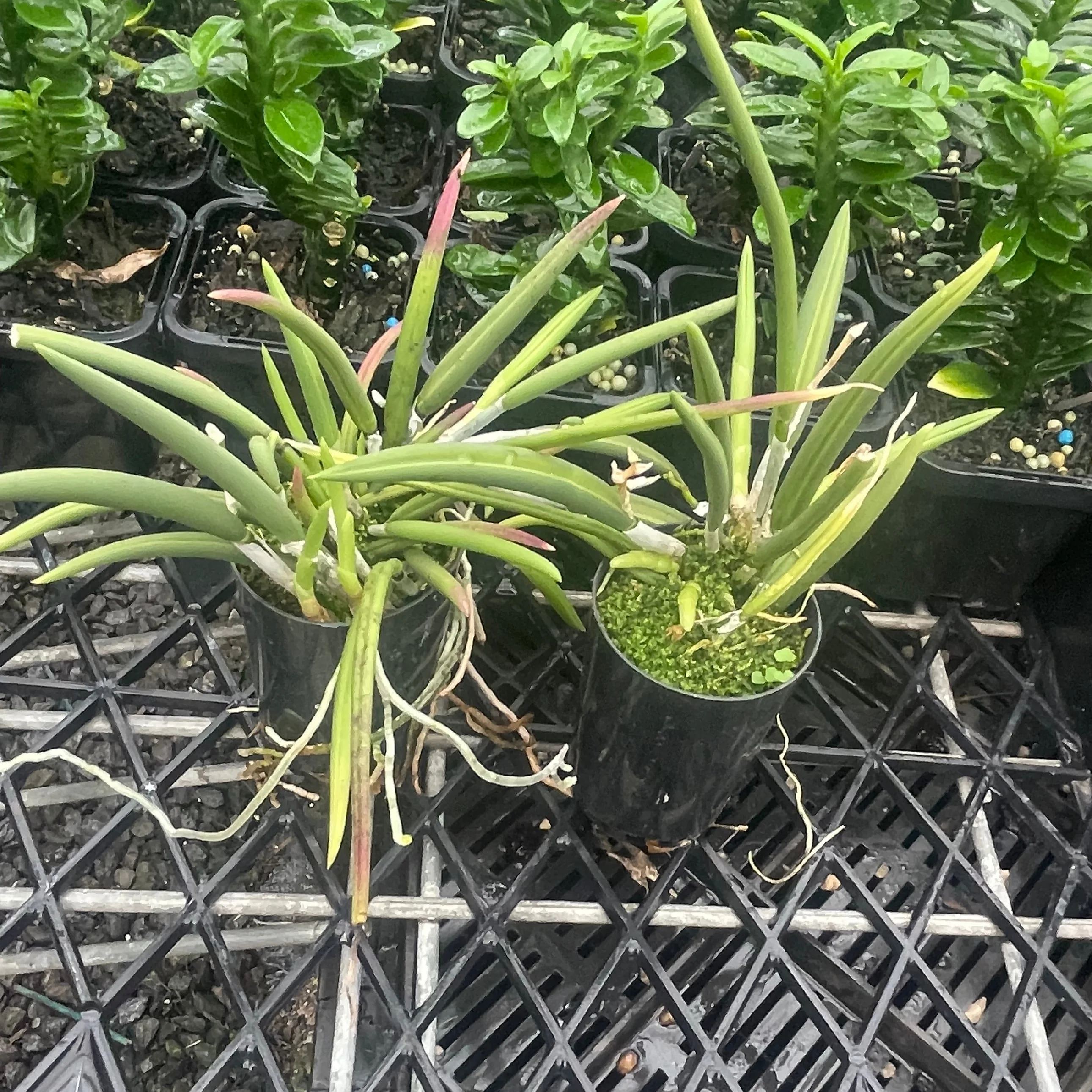 Laelia lundii - The Miniature Rock Orchid - Image 3