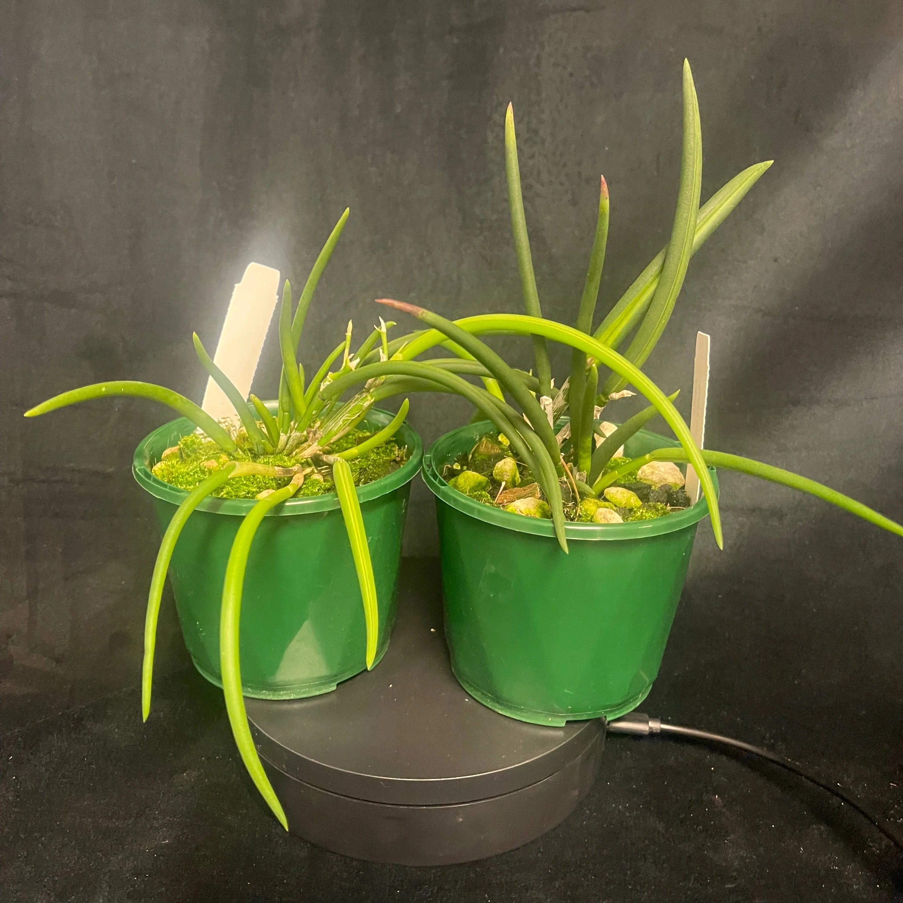 Laelia lundii - The Miniature Rock Orchid - Image 4