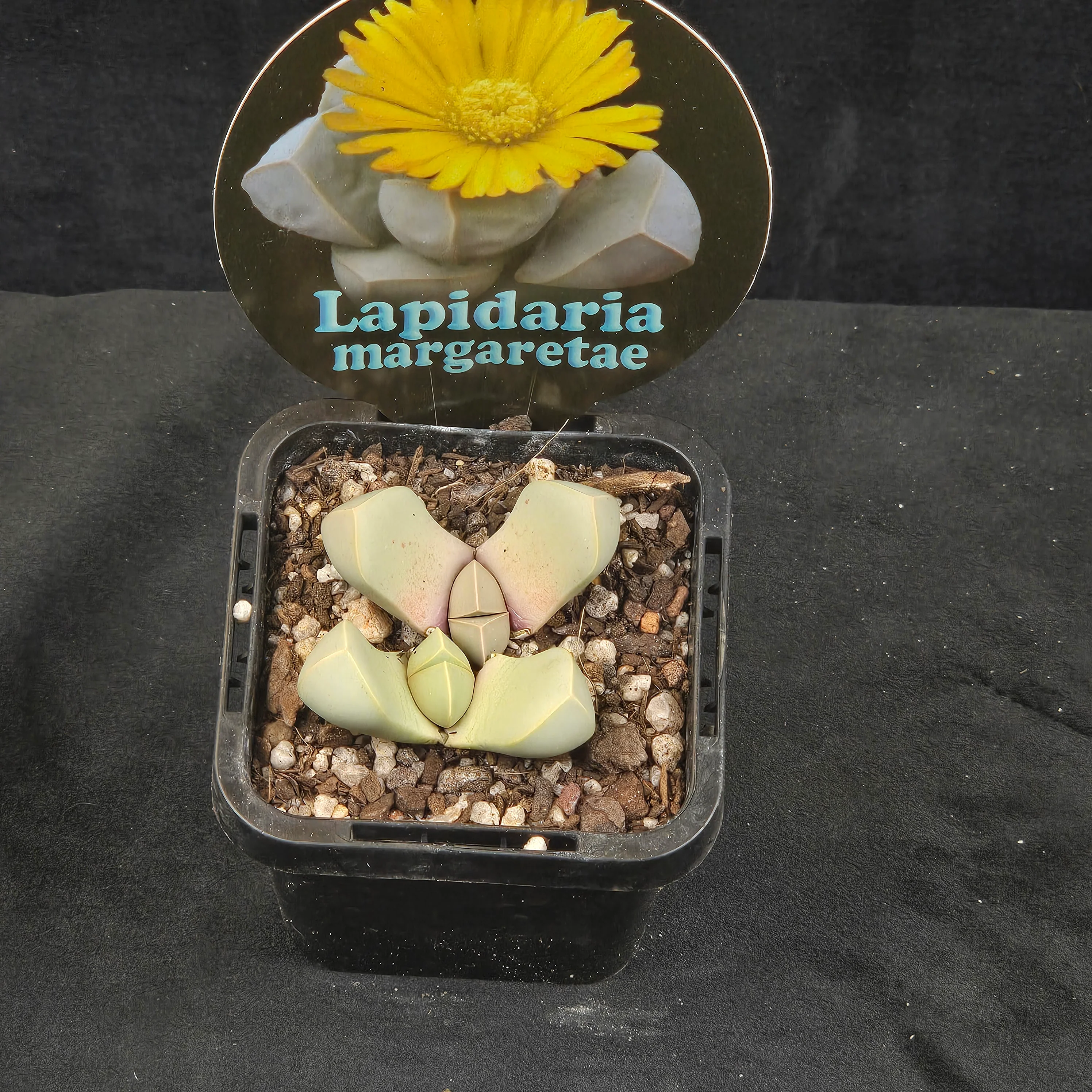 Lapidaria margaretae - Image 2
