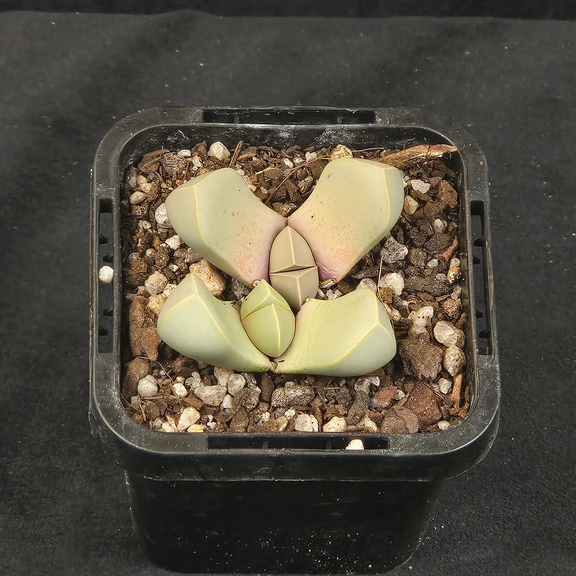 Lapidaria margaretae - Image 3