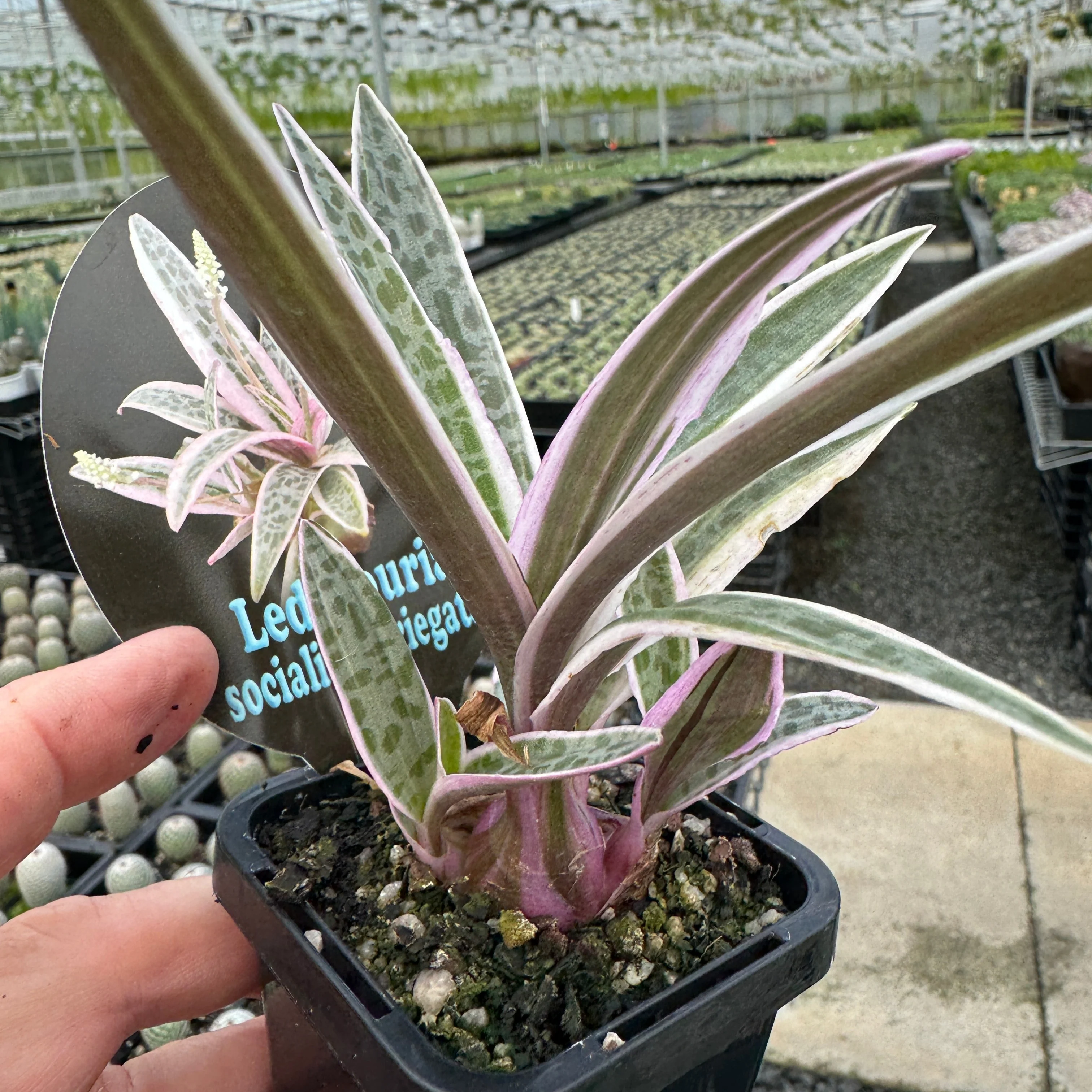 Ledebouria socialis Variegata - Image 3