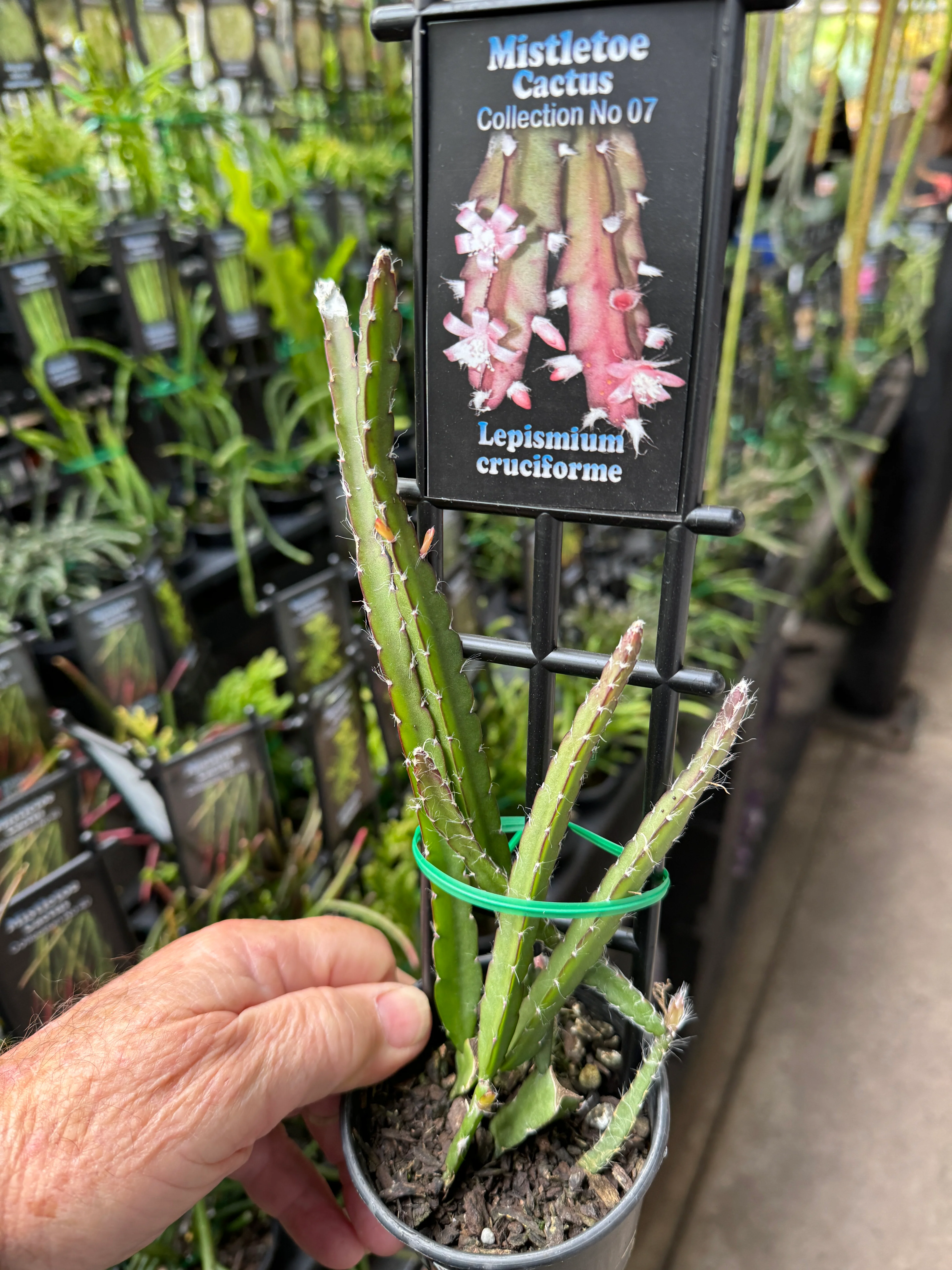 Lepismium cruciforme - Mistletoe Cactus - Image 3