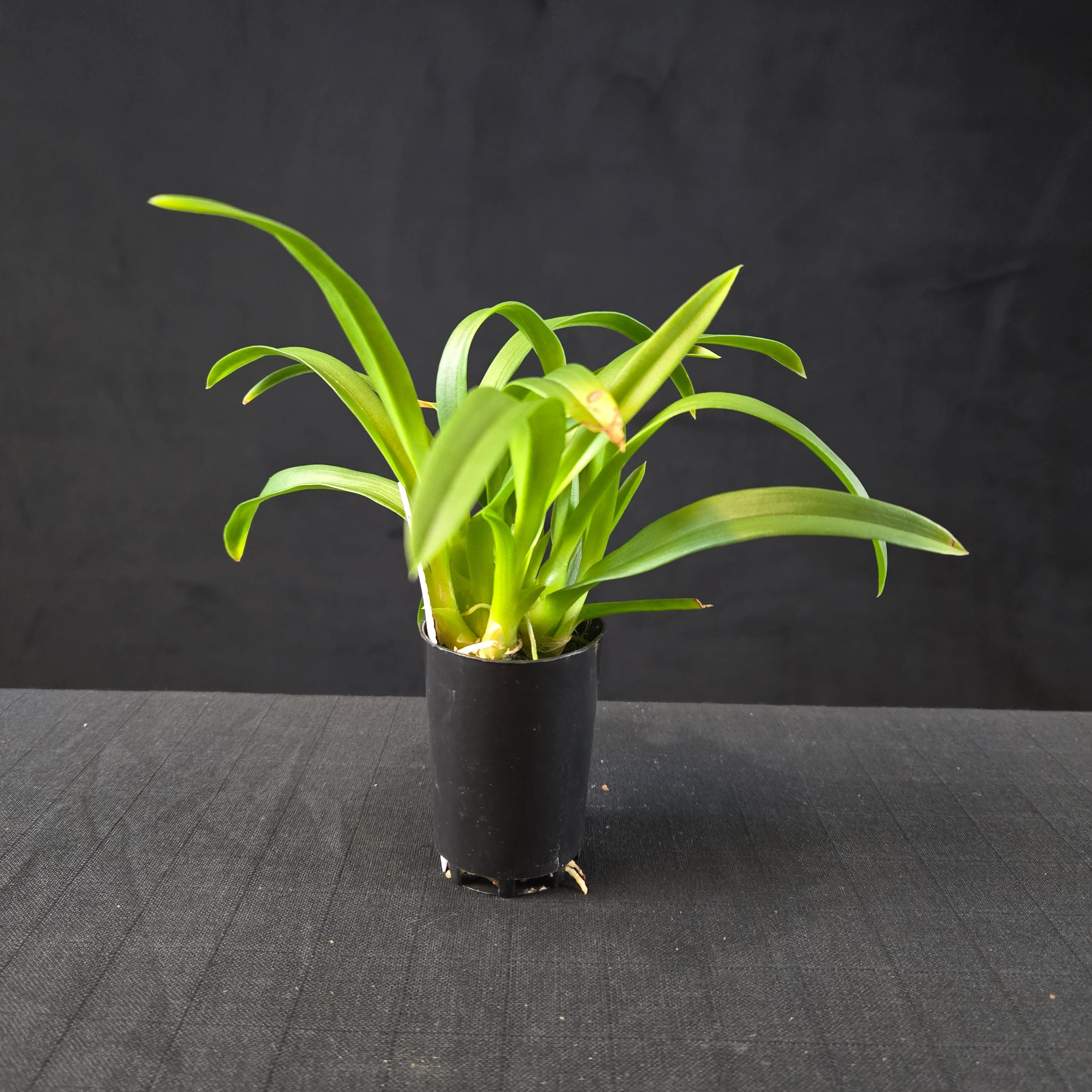Liparis reflexa - Tom Cat Orchid - Image 3