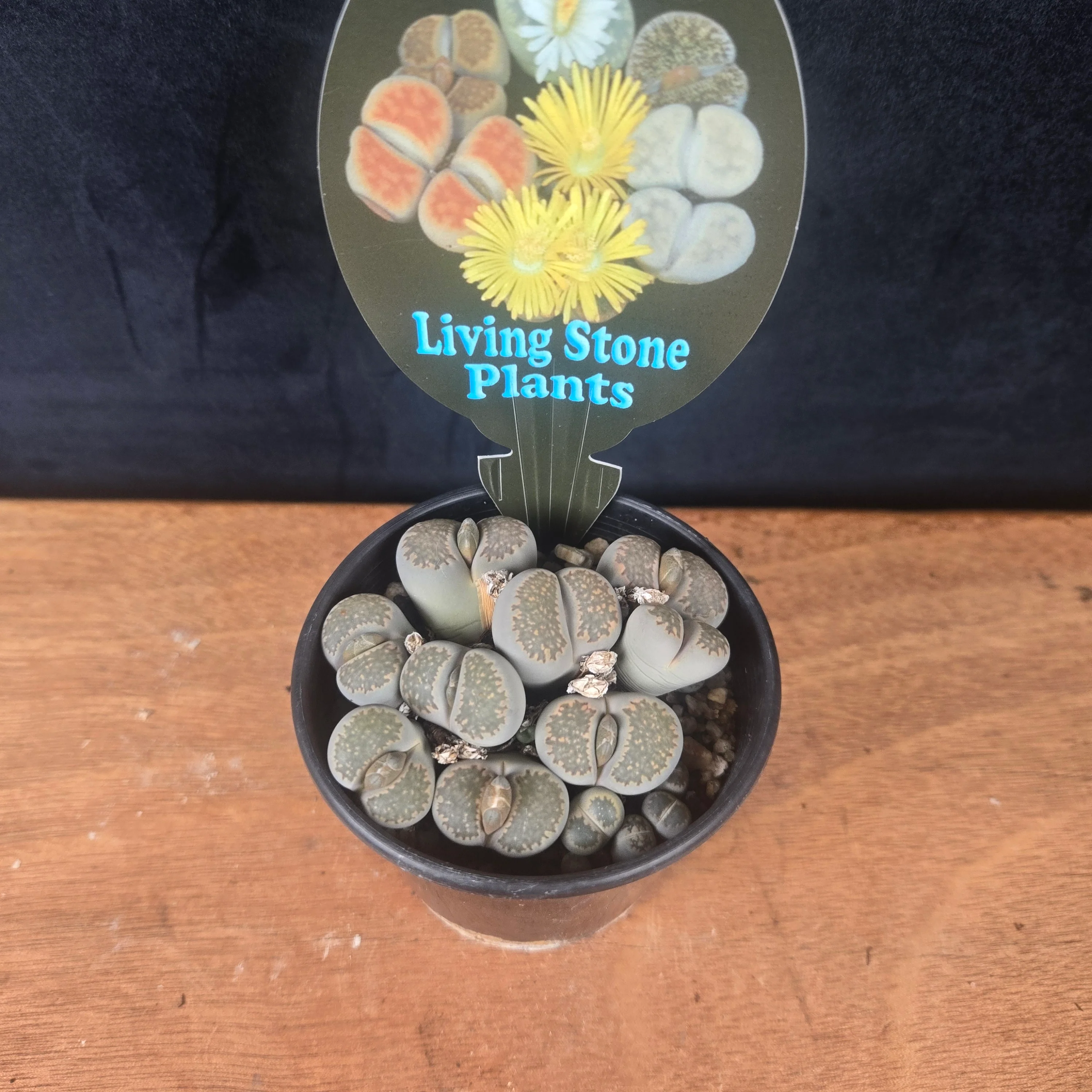 Lithops Living Stone Cluster - Rare Collector's Trio - Image 2