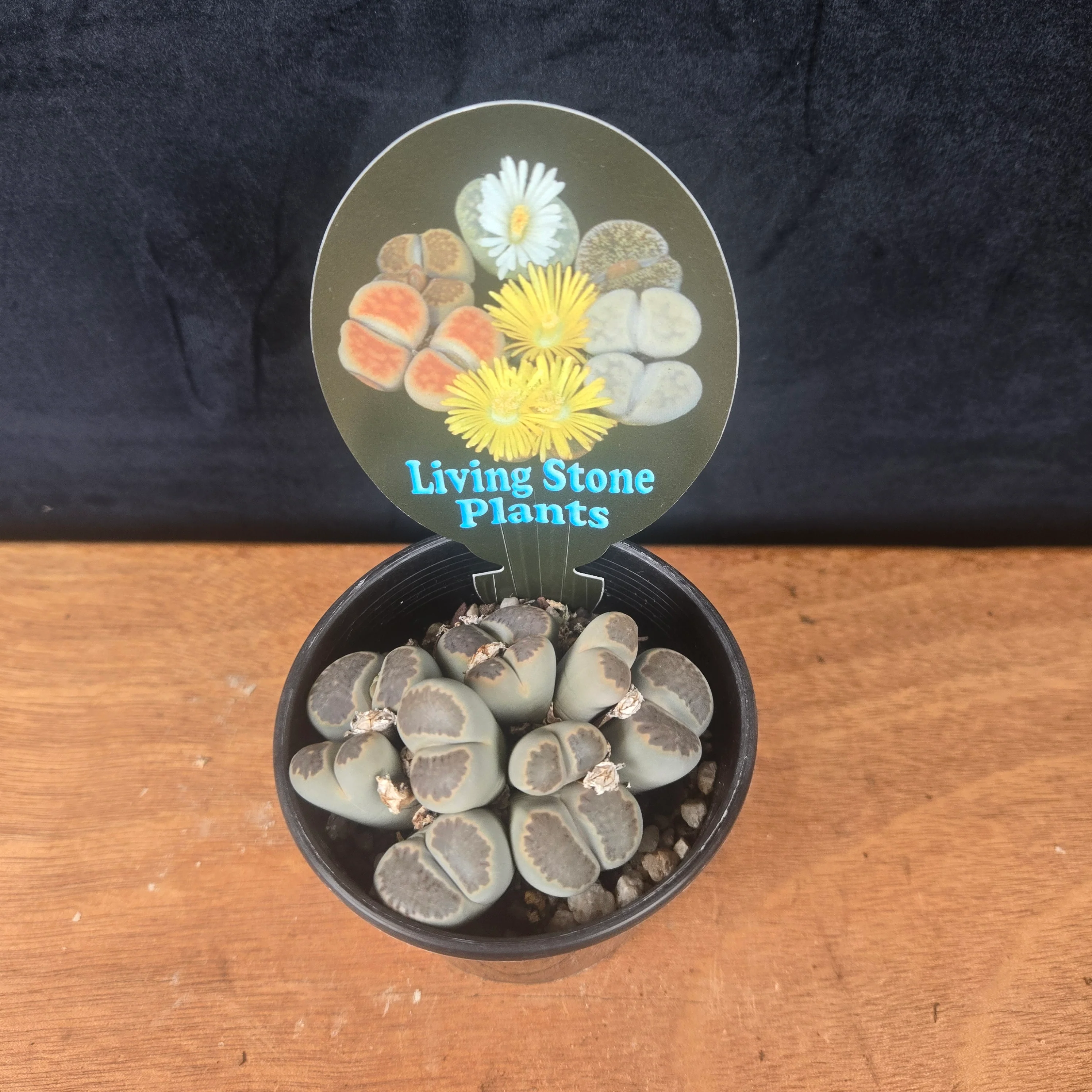 Lithops Living Stone Cluster - Rare Collector's Trio - Image 3