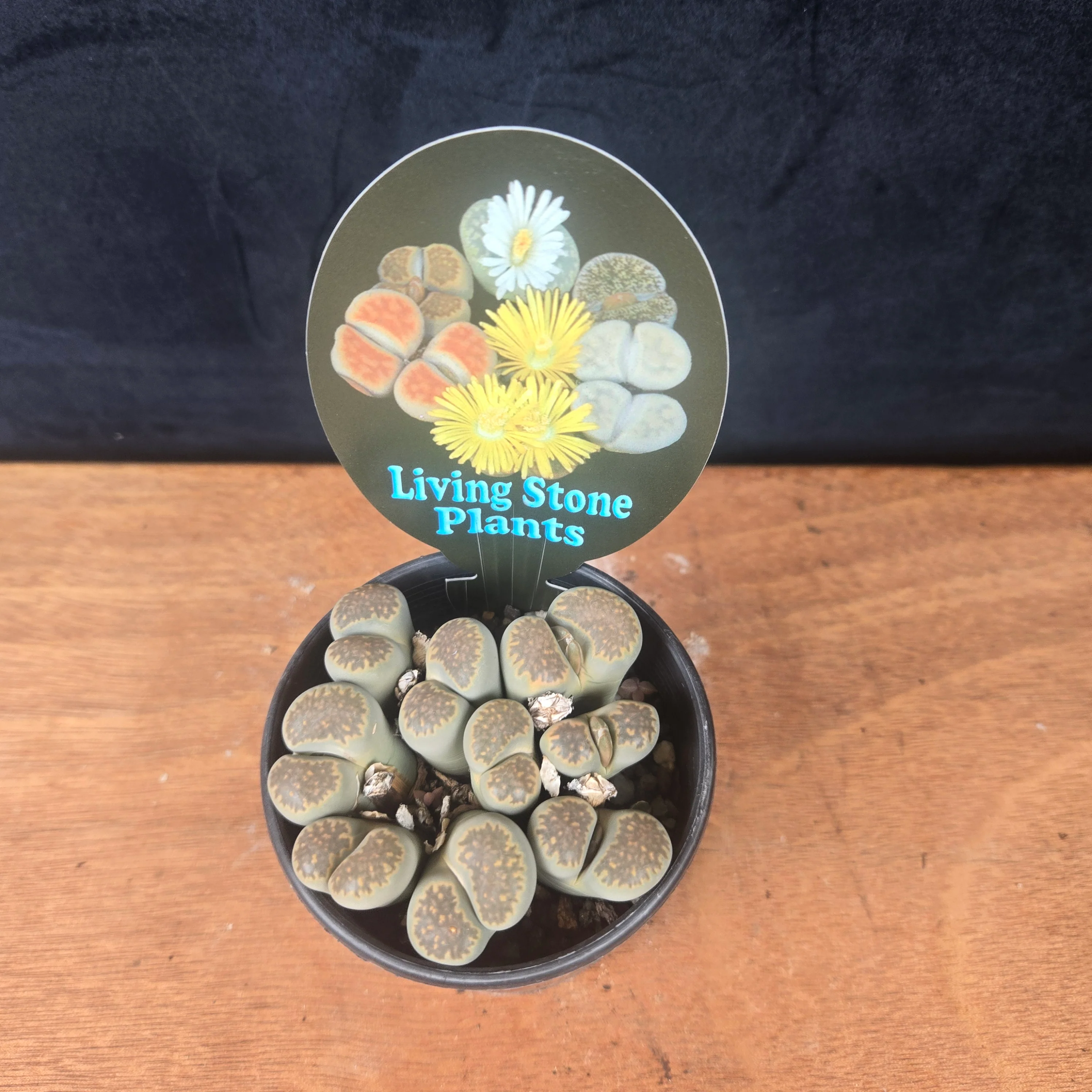 Lithops Living Stone Cluster - Rare Collector's Trio - Image 4