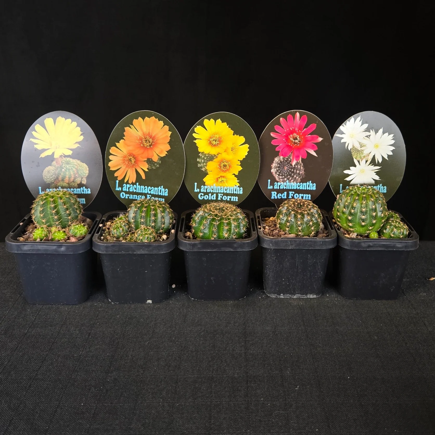 Lobivia arachnacantha – Colour Form Collection (5 plants) - Image 2
