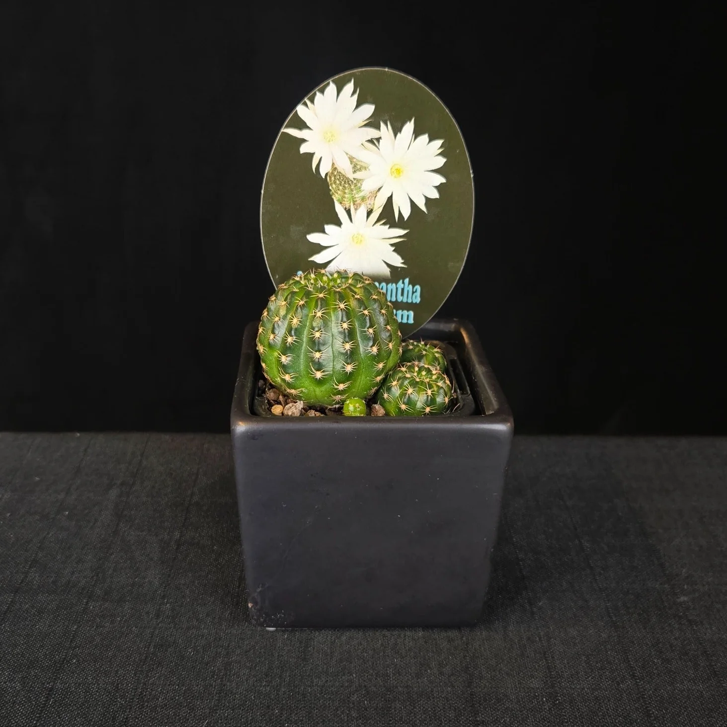 Lobivia arachnacantha – Colour Form Collection (5 plants) - Image 3