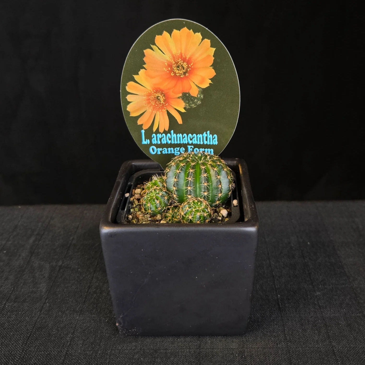 Lobivia arachnacantha – Colour Form Collection (5 plants) - Image 6