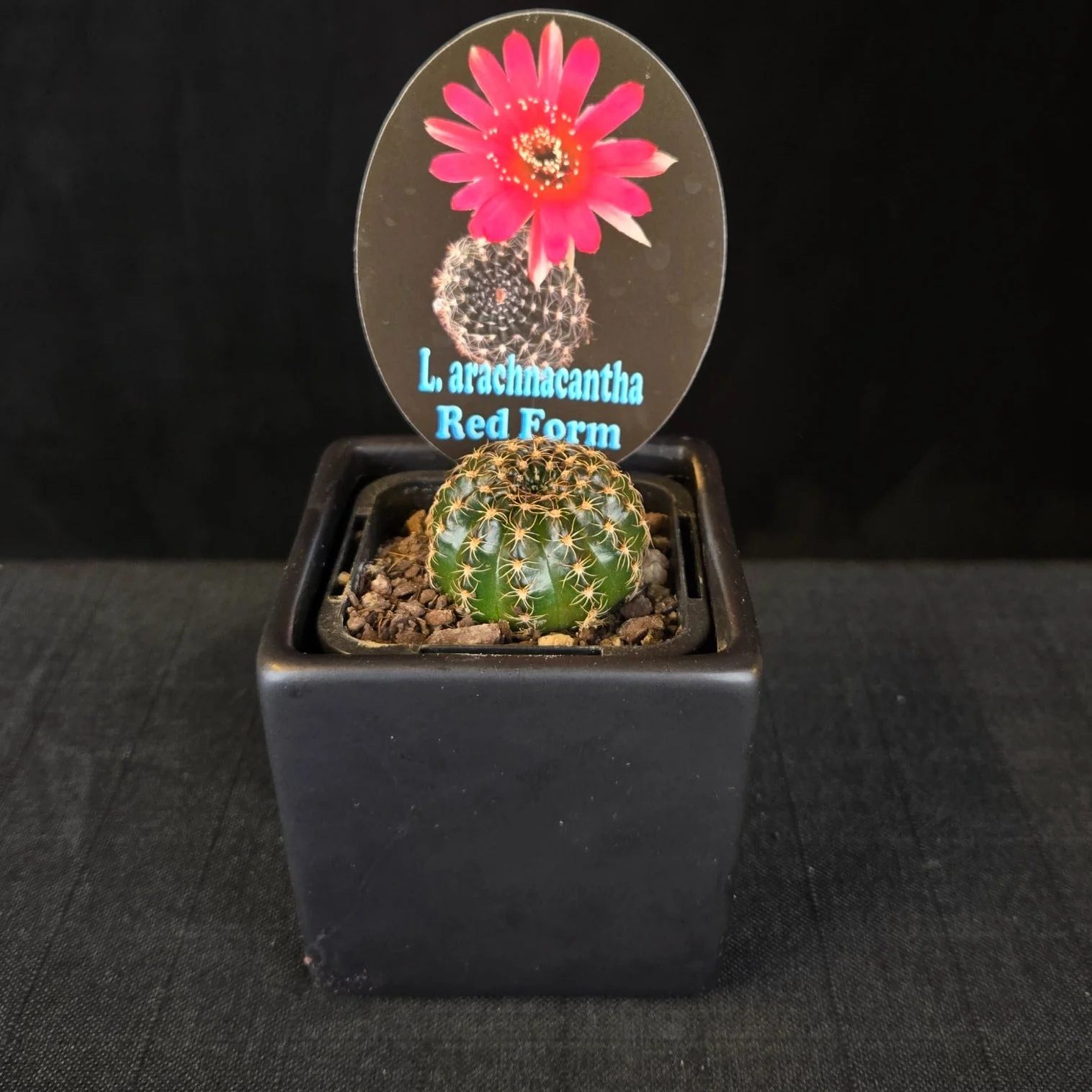 Lobivia arachnacantha – Colour Form Collection (5 plants) - Image 7
