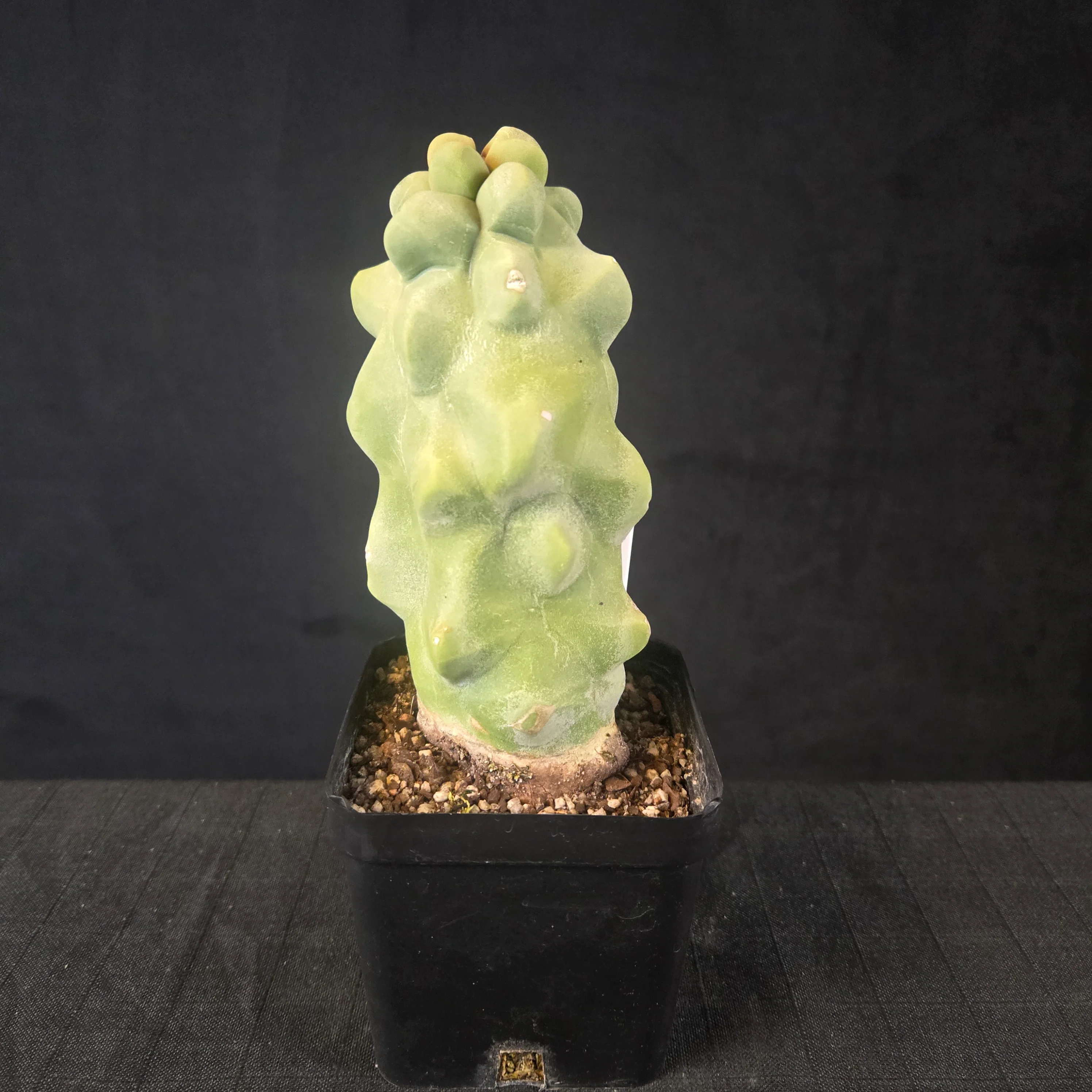 Lophocereus schottii (syn. Pachycereus)