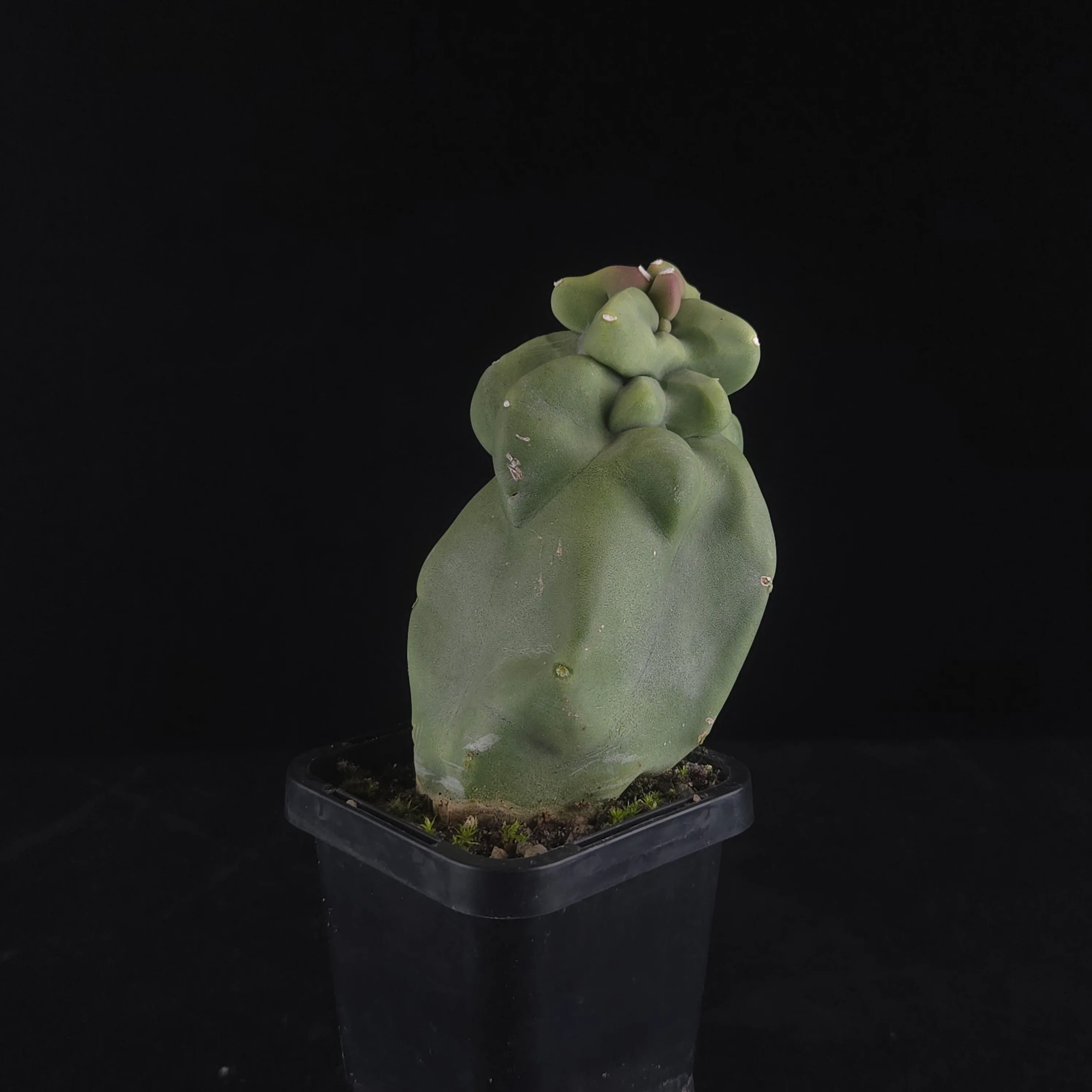Lophocereus schottii (syn. Pachycereus) - Image 12