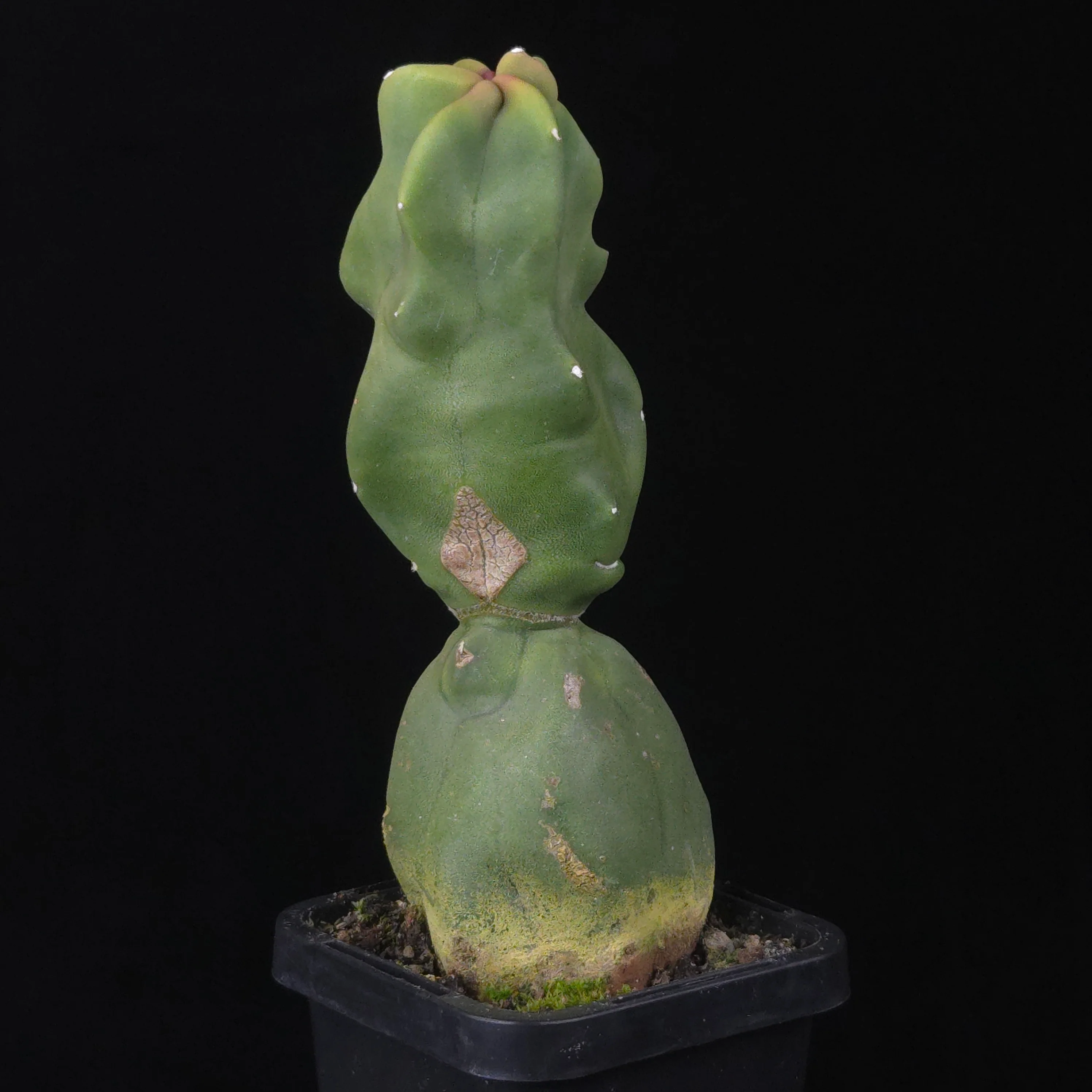 Lophocereus schottii (syn. Pachycereus) - Image 15
