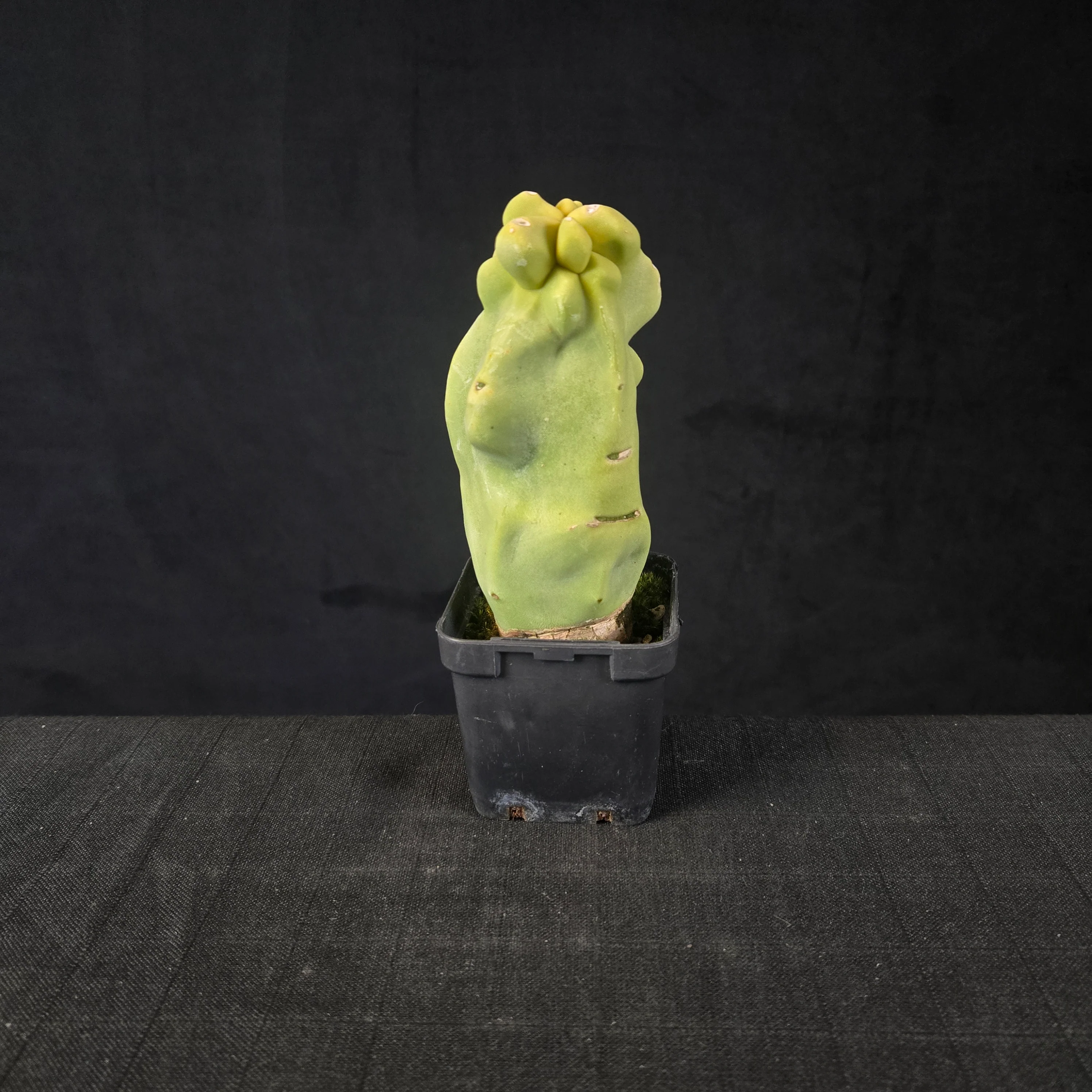Lophocereus schottii (syn. Pachycereus) - Image 3